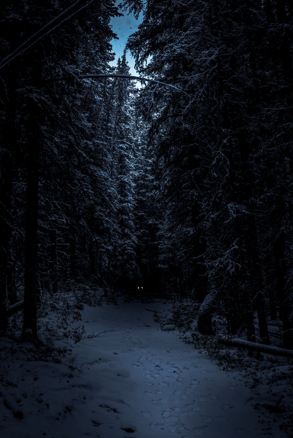 Night Forest Wallpapers