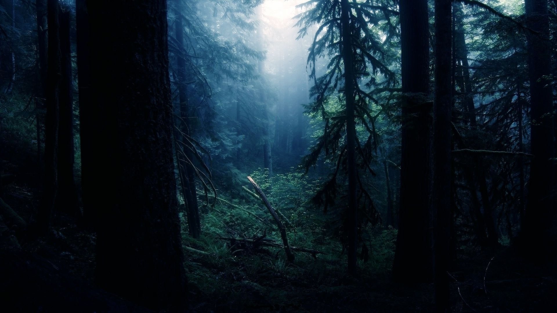 Night Forest Wallpapers