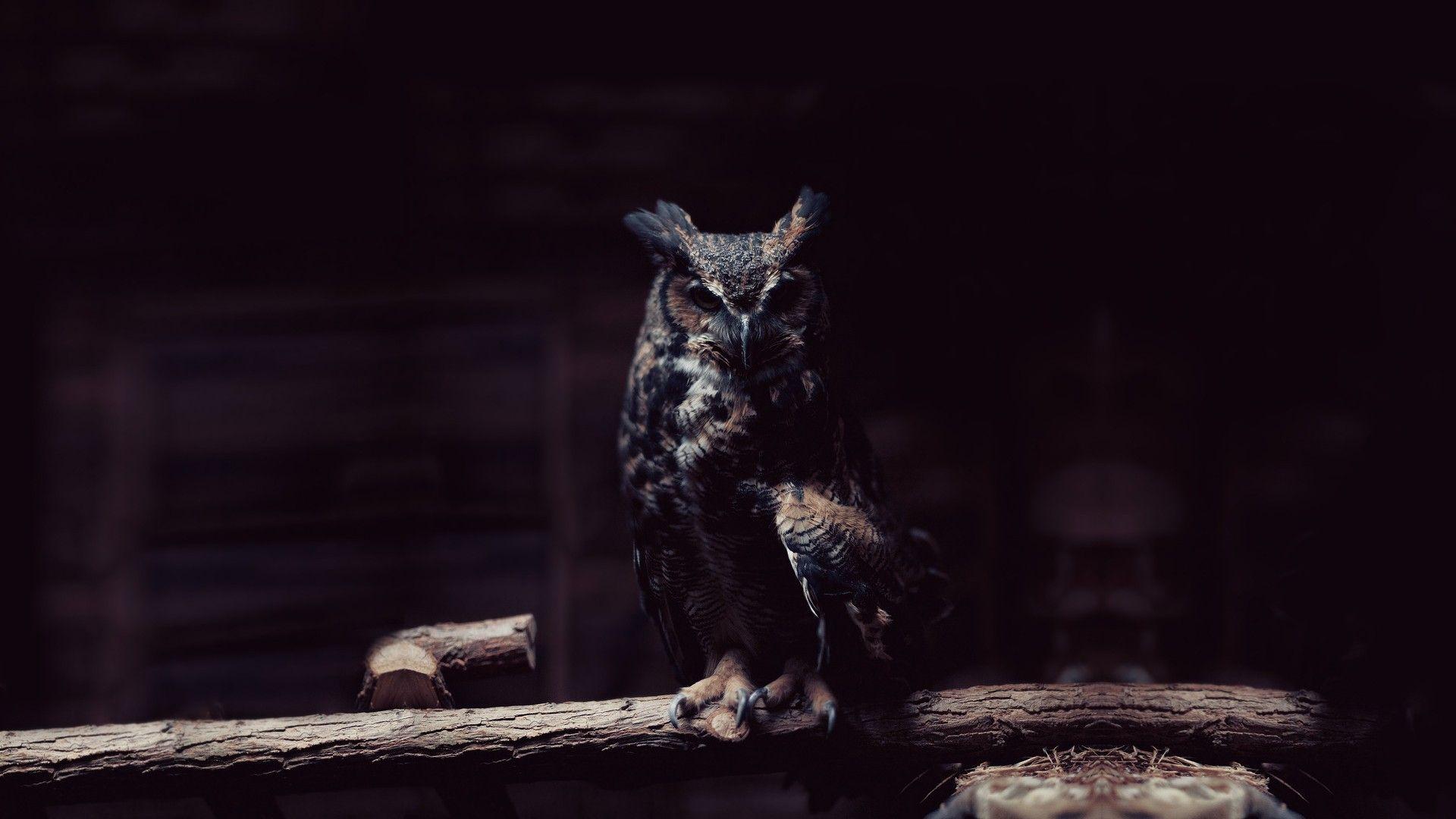 Night Owl Wallpapers