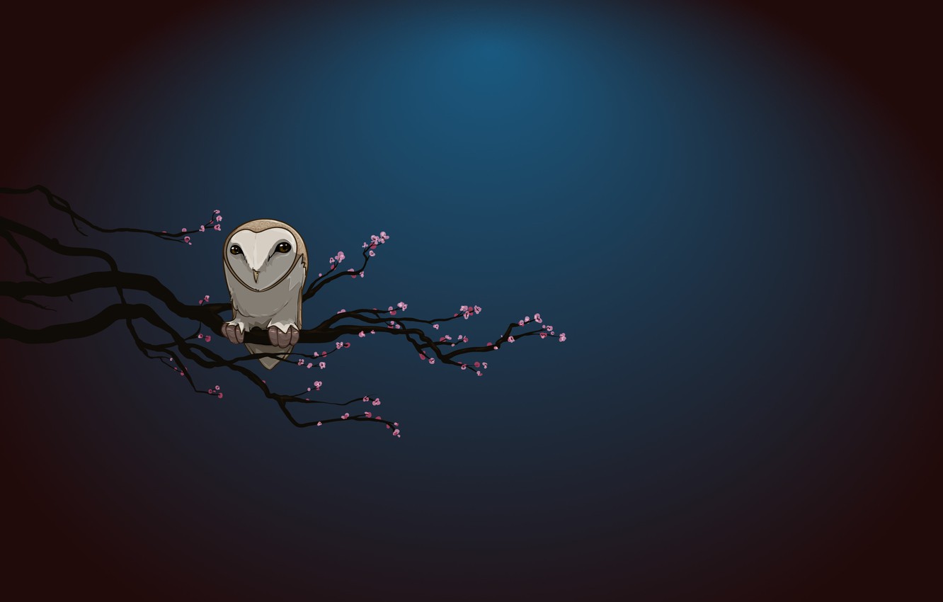 Night Owl Wallpapers