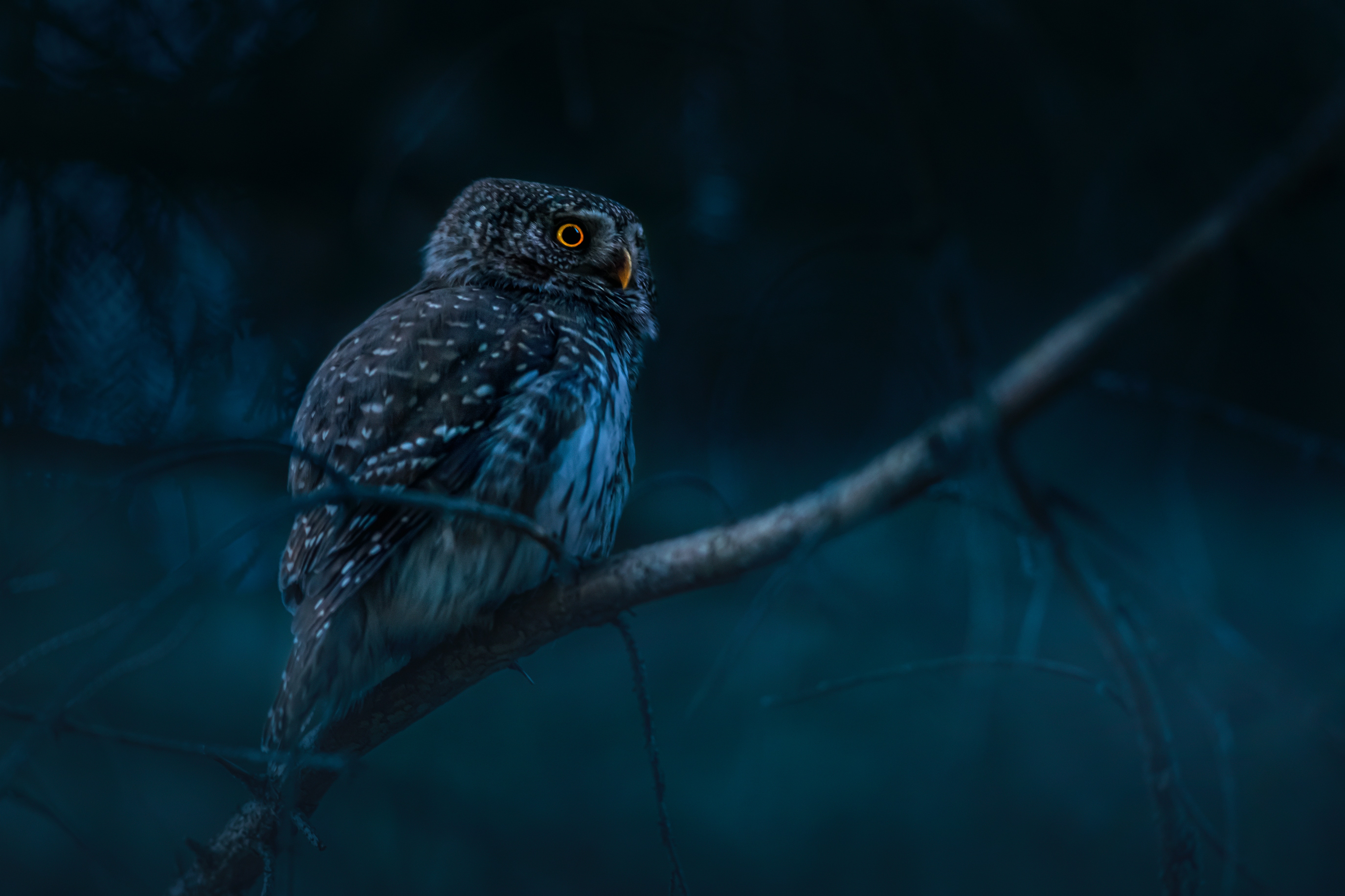 Night Owl Wallpapers