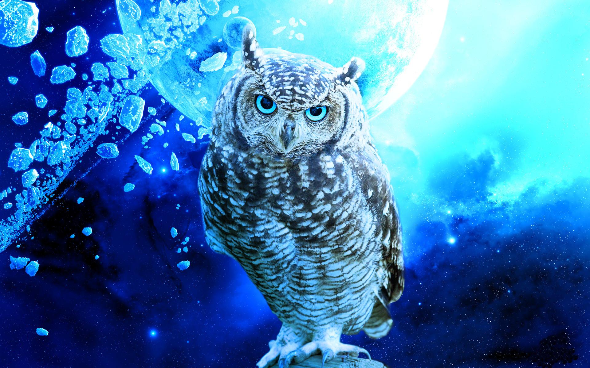 Night Owl Wallpapers