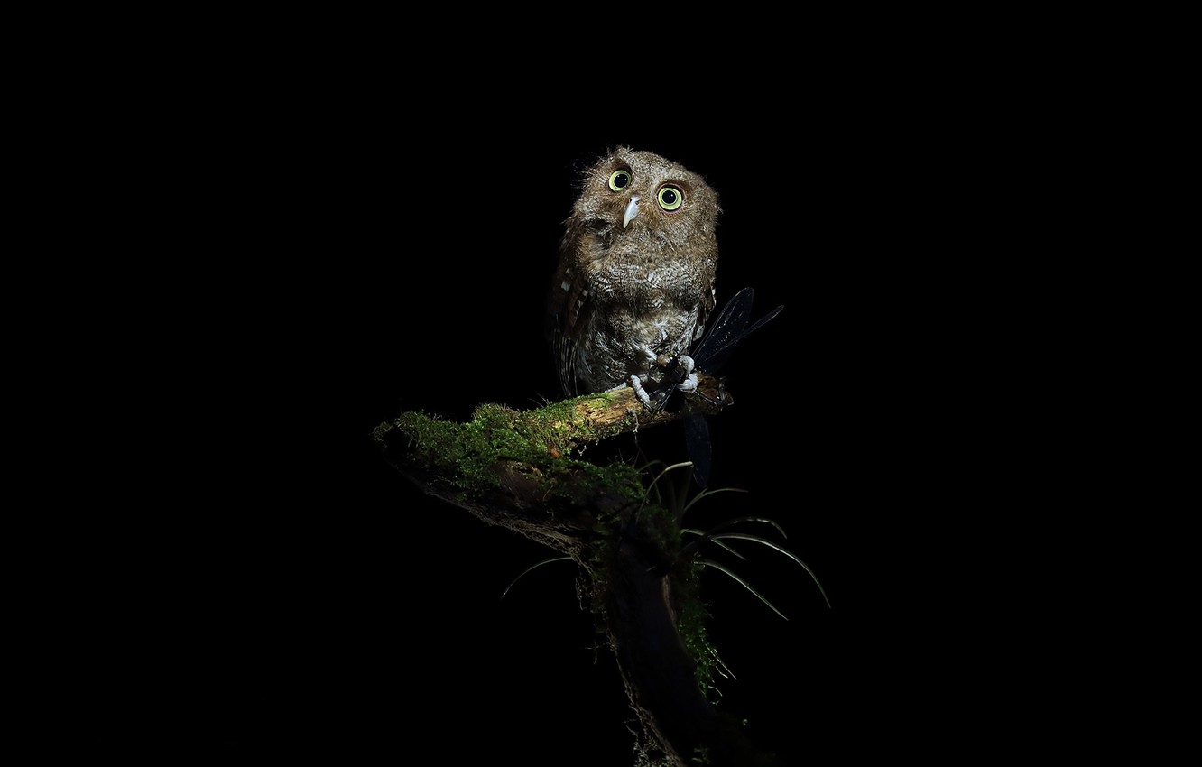 Night Owl Wallpapers