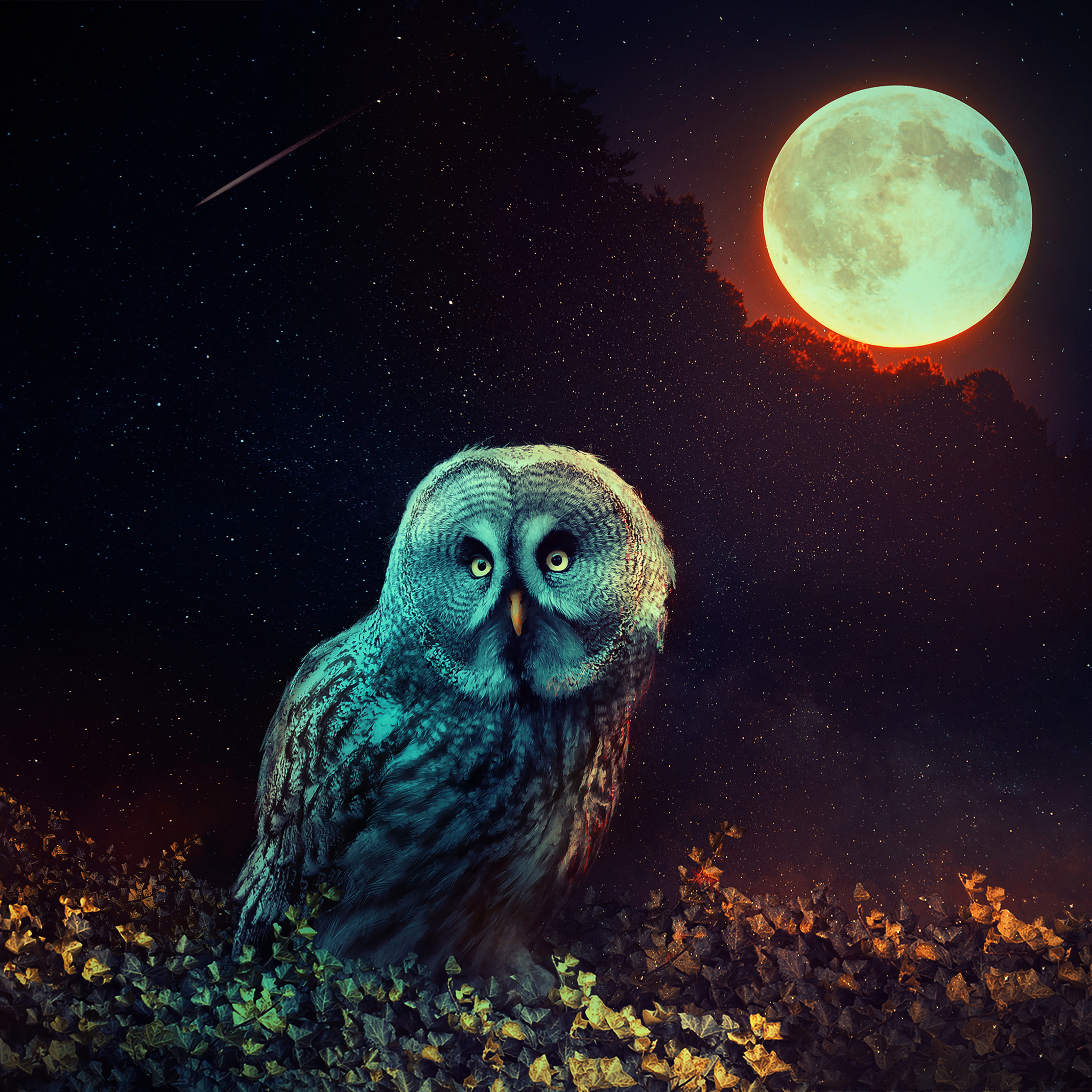 Night Owl Wallpapers