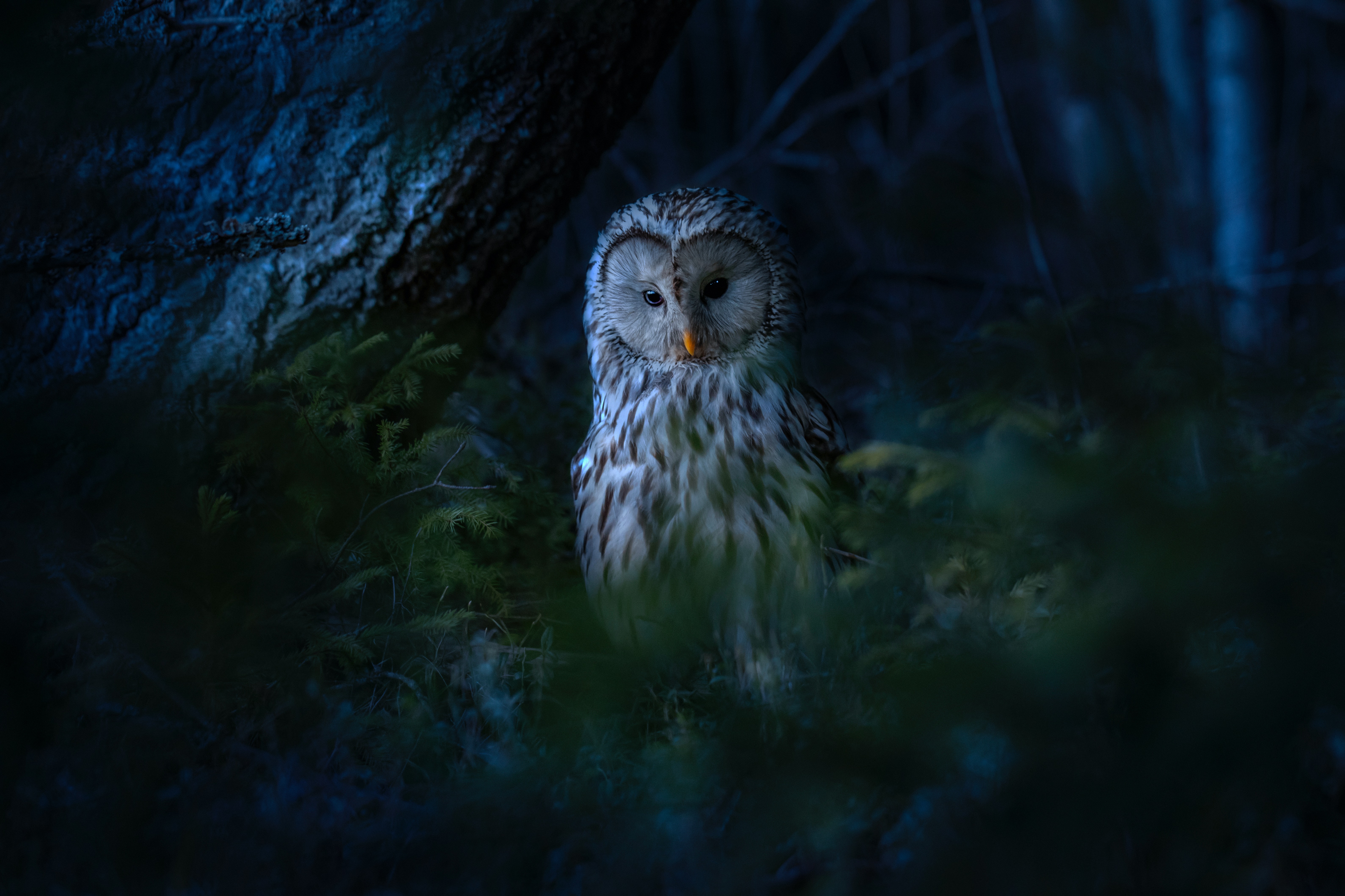 Night Owl Wallpapers