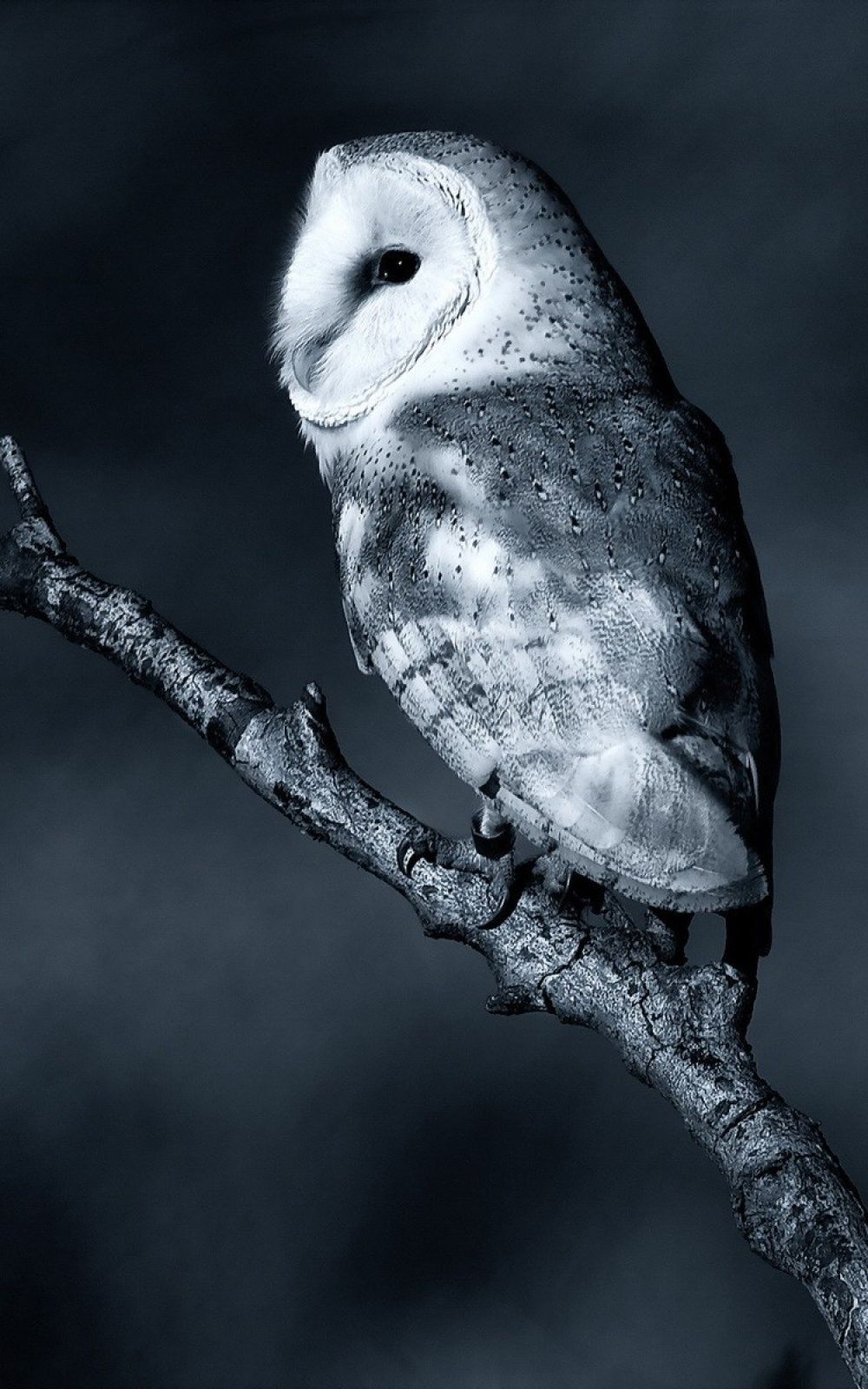 Night Owl Wallpapers