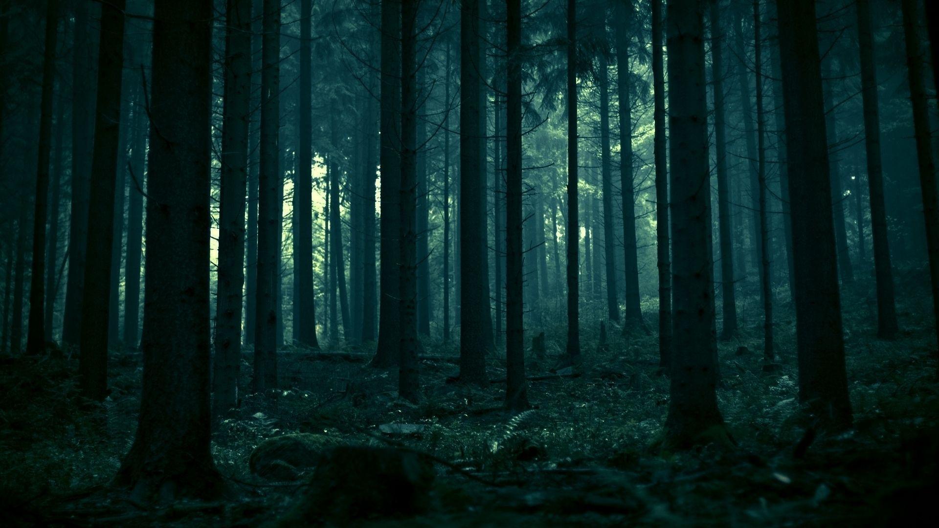 Night Time Forest Wallpapers