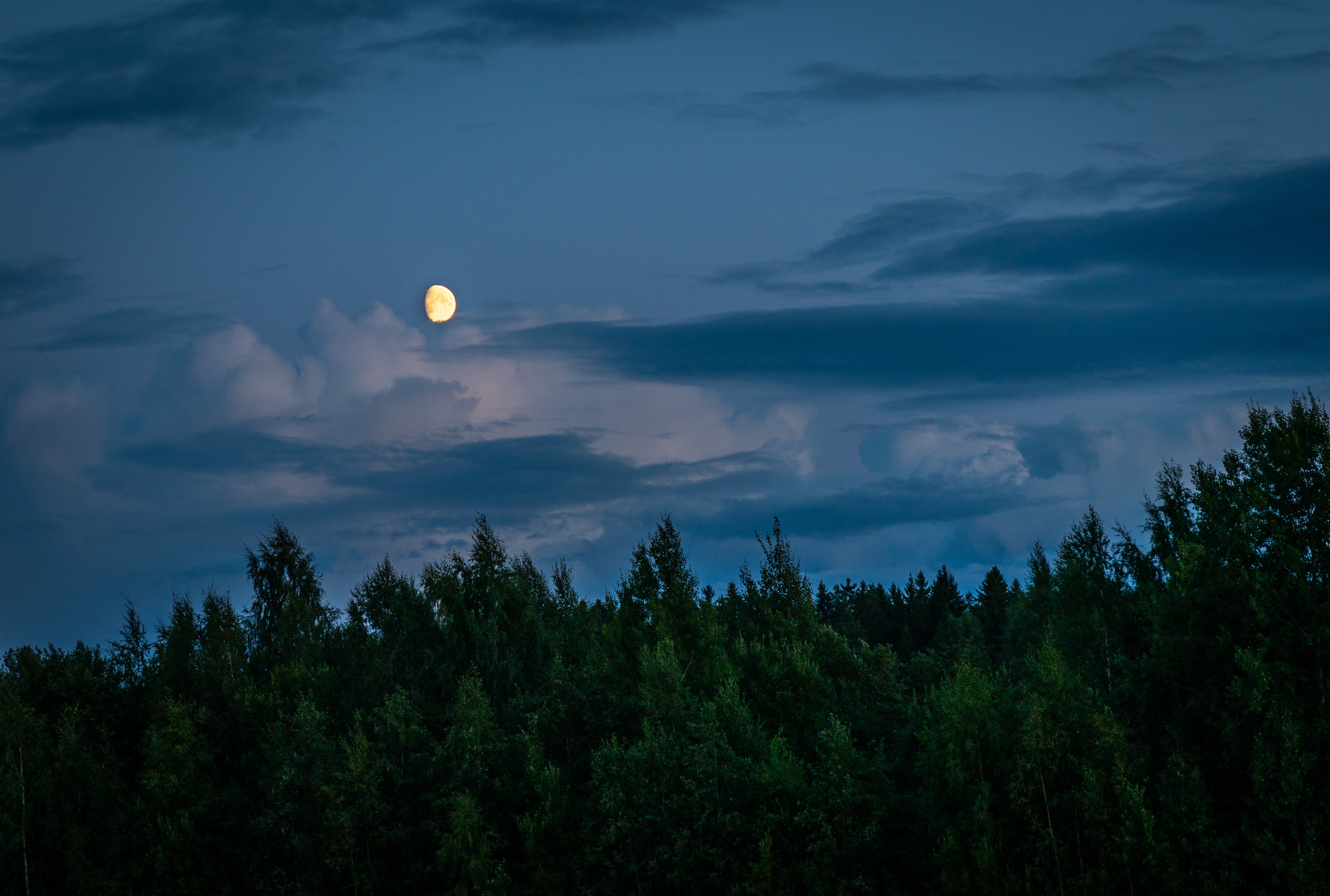 Night Time Forest Wallpapers