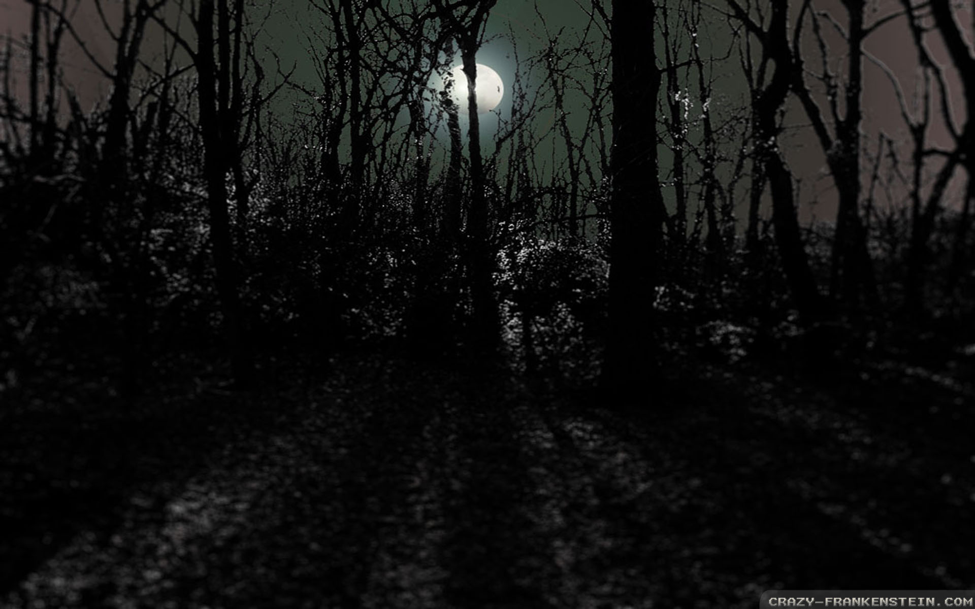 Night Time Forest Wallpapers