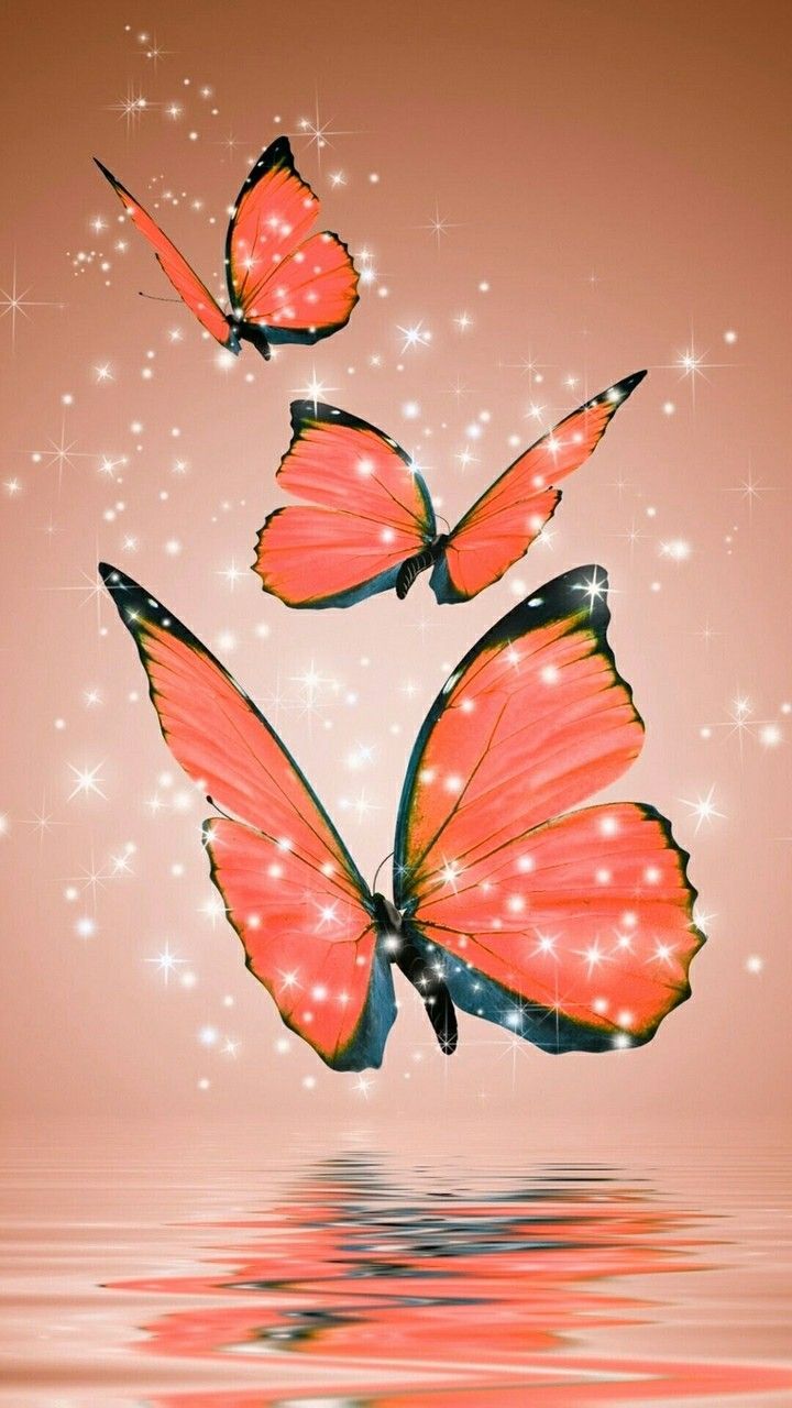 Orange Butterfly Wallpapers