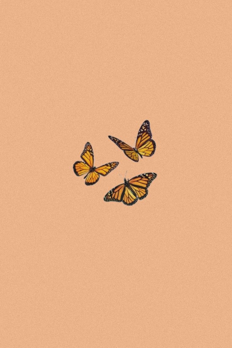 Orange Butterfly Wallpapers