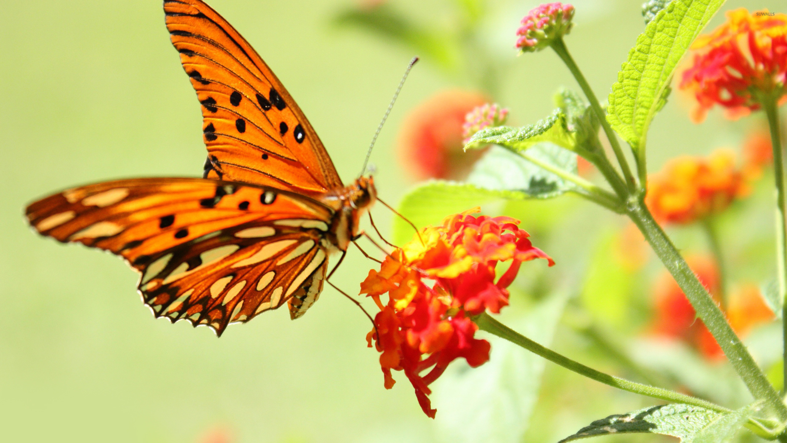 Orange Butterfly Wallpapers