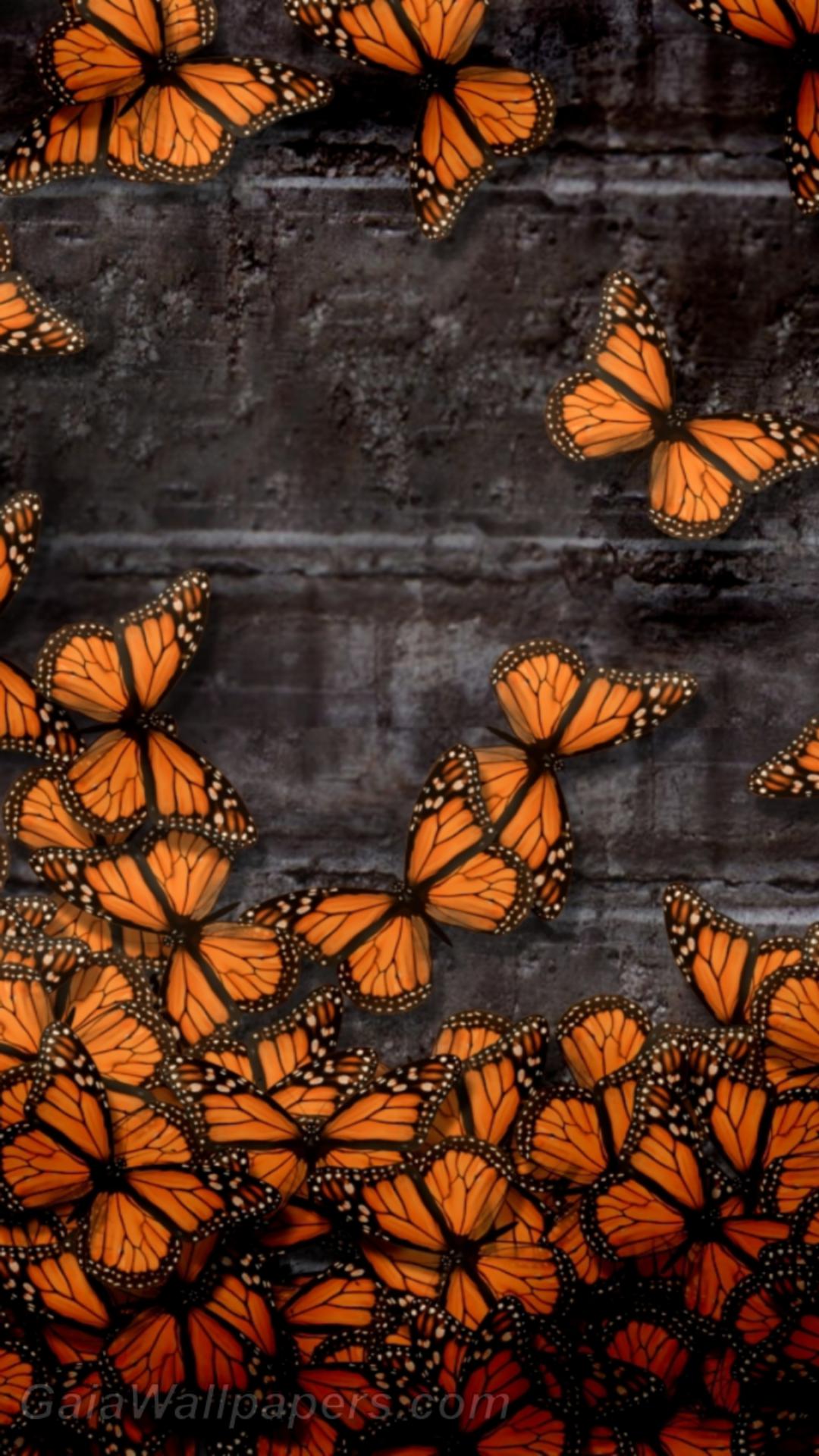 Orange Butterfly Wallpapers