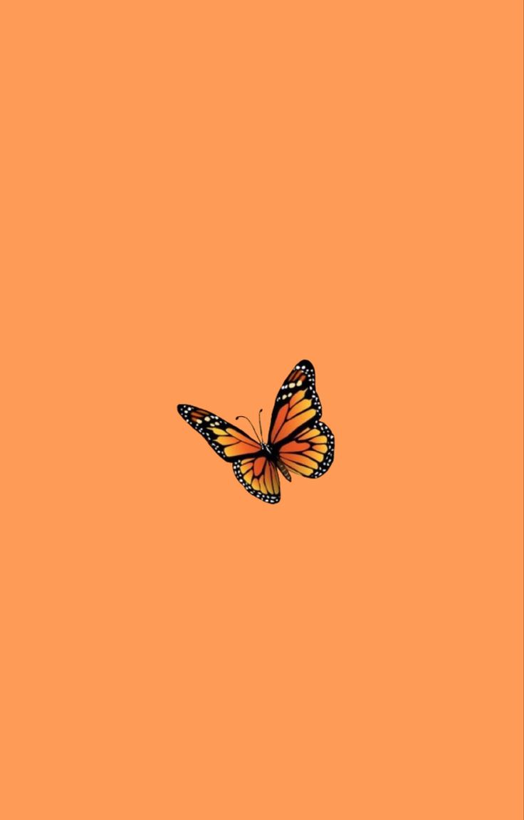 Orange Butterfly Wallpapers