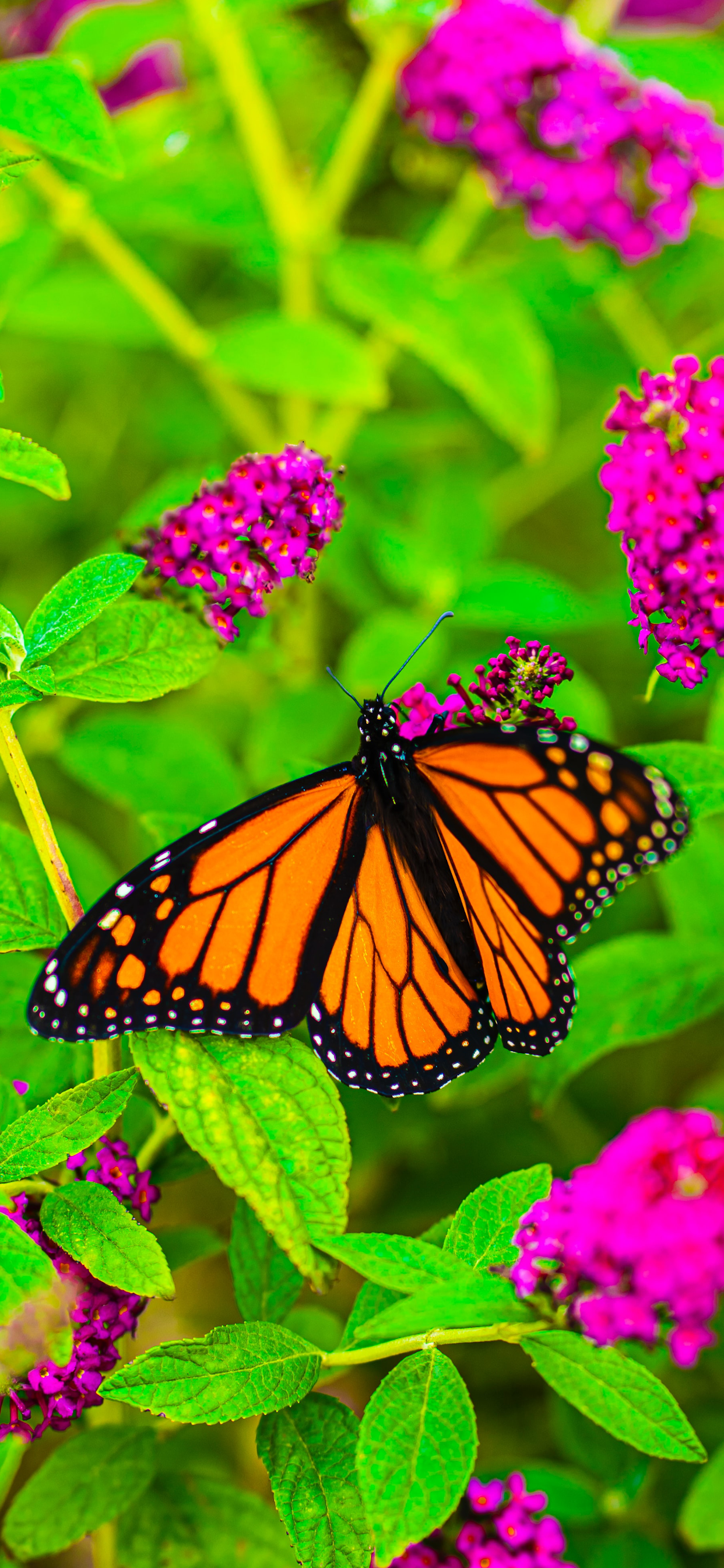 Orange Butterfly Iphone Wallpapers