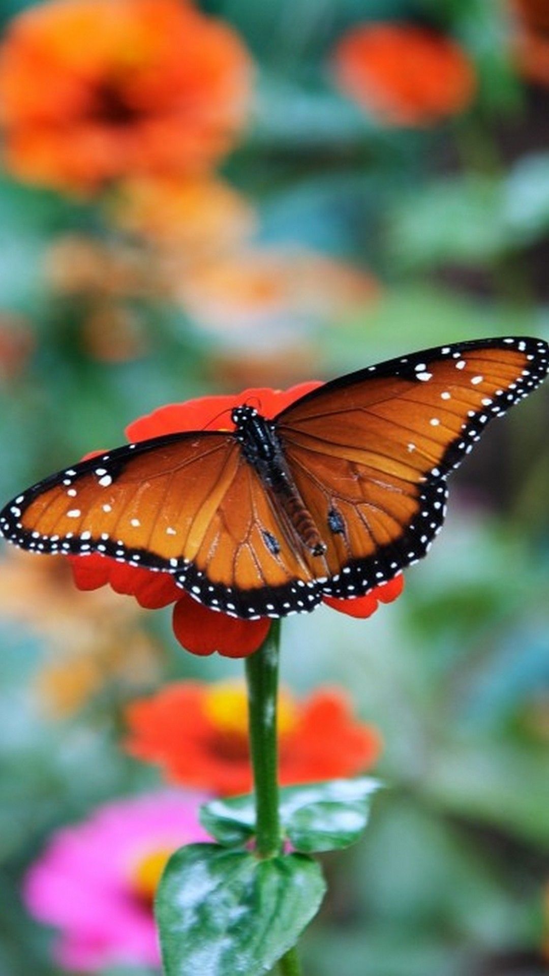 Orange Butterfly Iphone Wallpapers