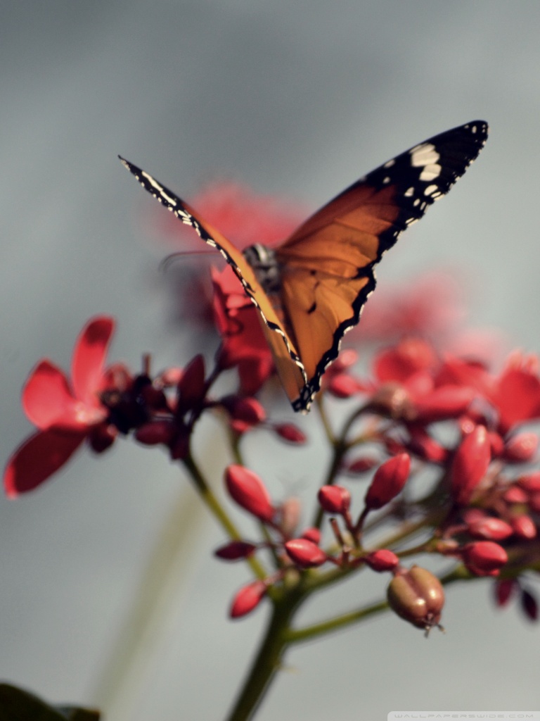 Orange Butterfly Iphone Wallpapers