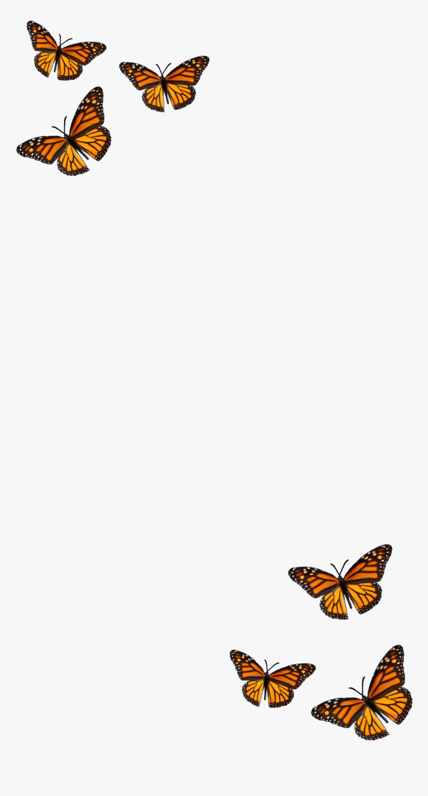 Orange Butterfly Iphone Wallpapers