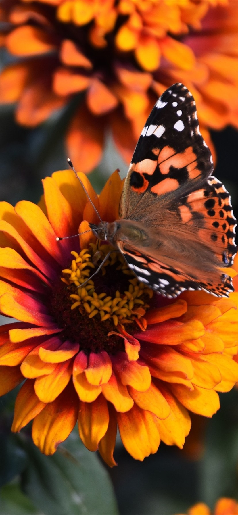 Orange Butterfly Iphone Wallpapers