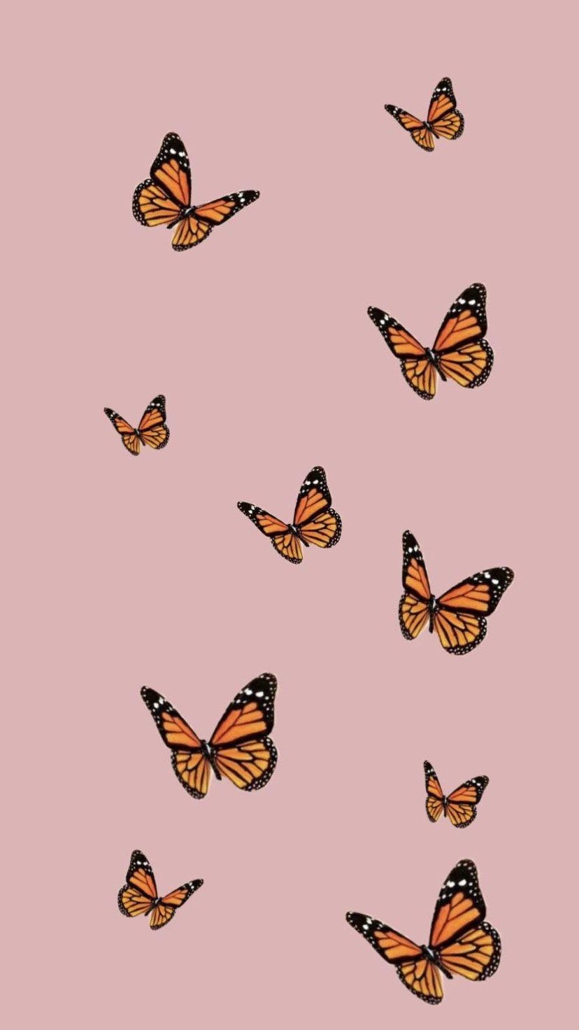 Orange Butterfly Iphone Wallpapers