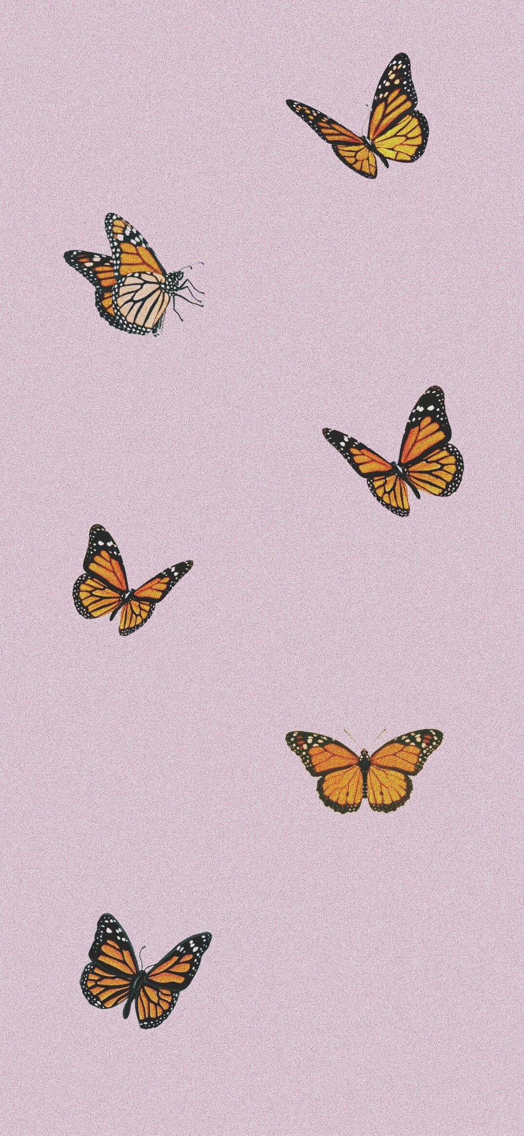 Orange Butterfly Iphone Wallpapers