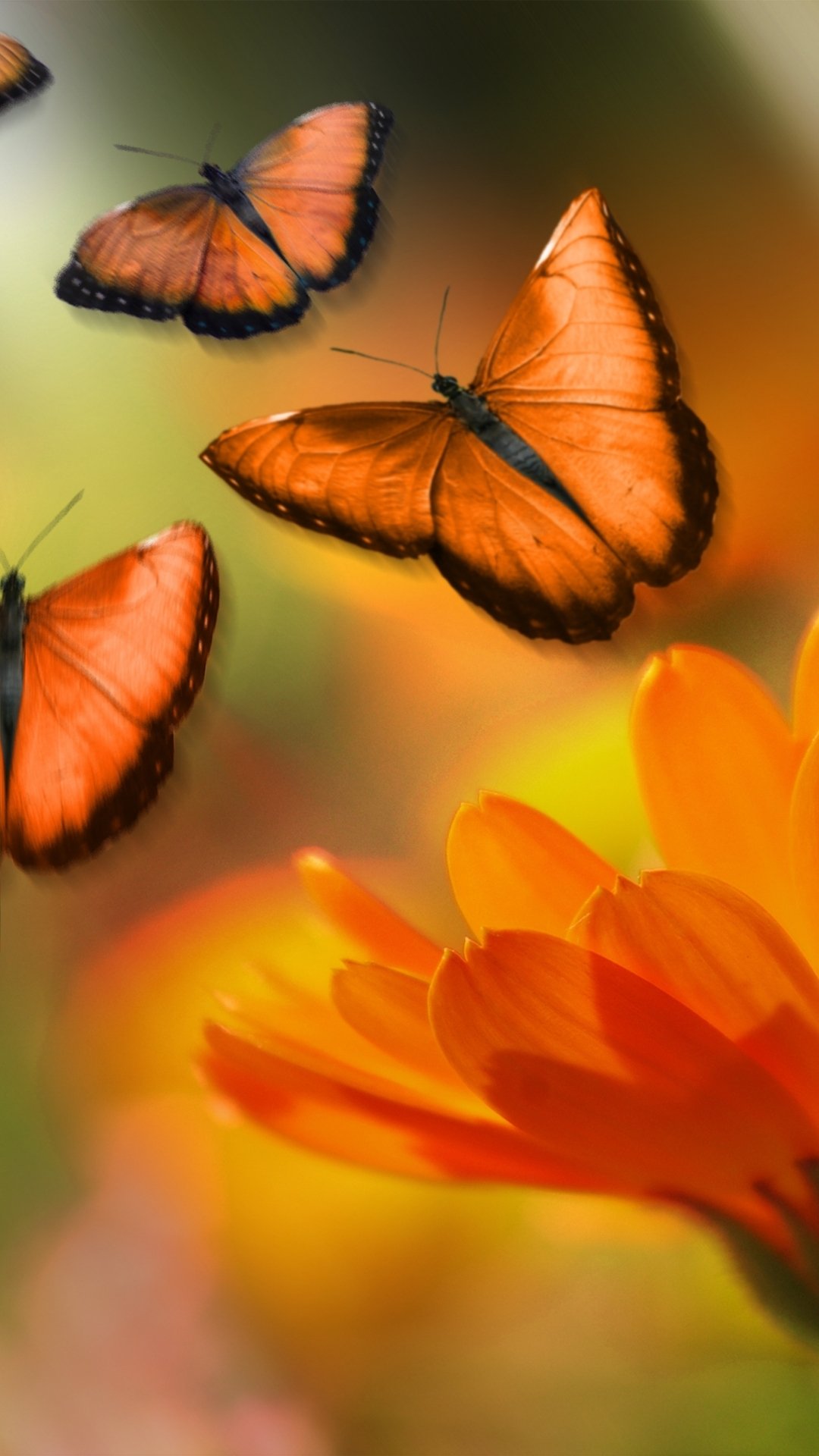 Orange Butterfly Iphone Wallpapers