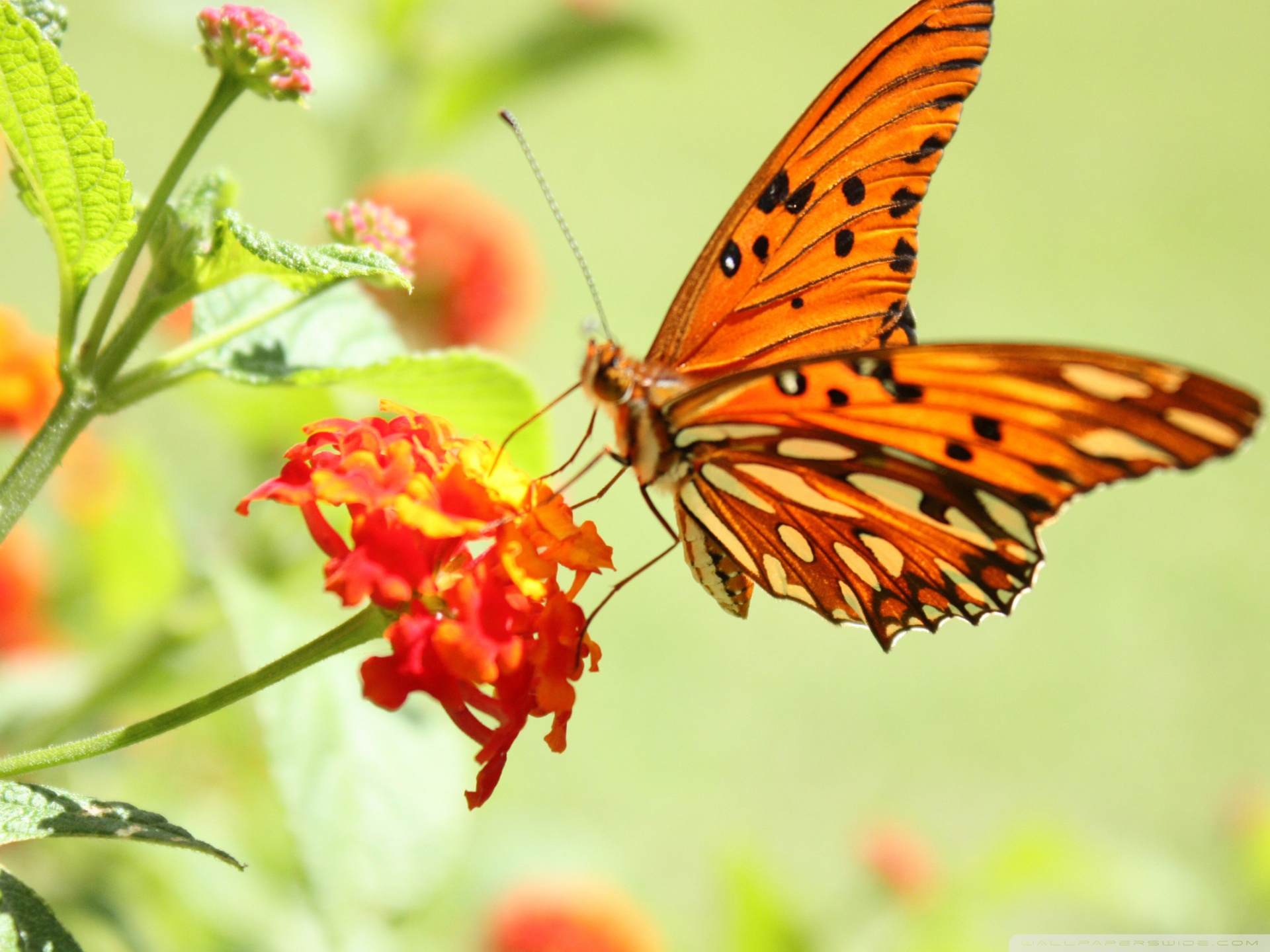 Orange Butterfly Iphone Wallpapers