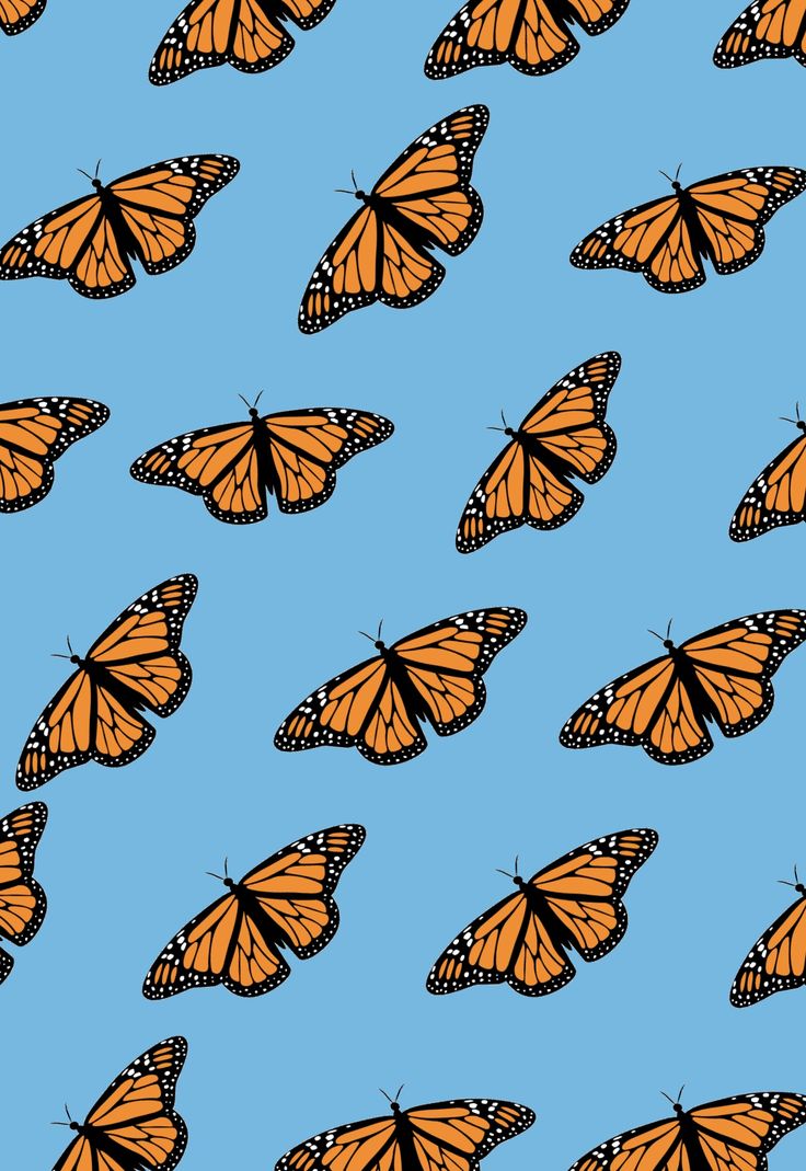 Orange Butterfly Iphone Wallpapers