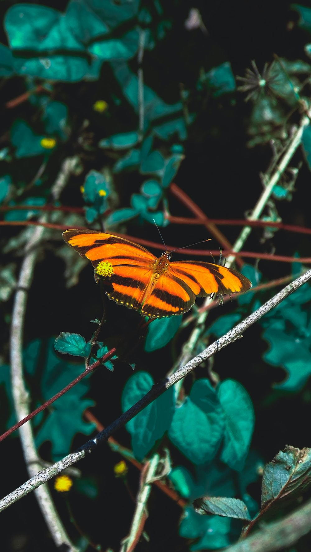 Orange Butterfly Iphone Wallpapers