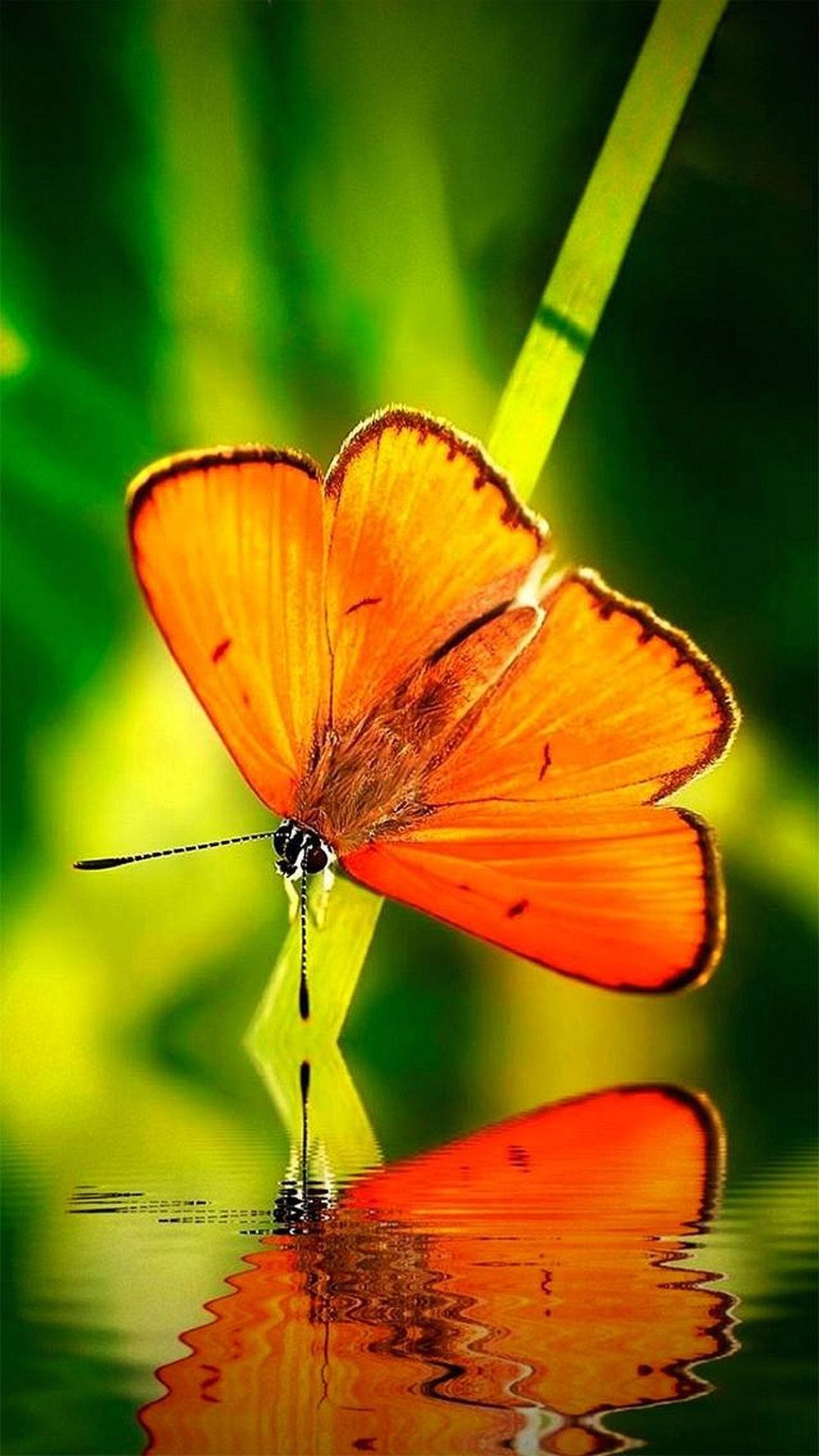 Orange Butterfly Iphone Wallpapers