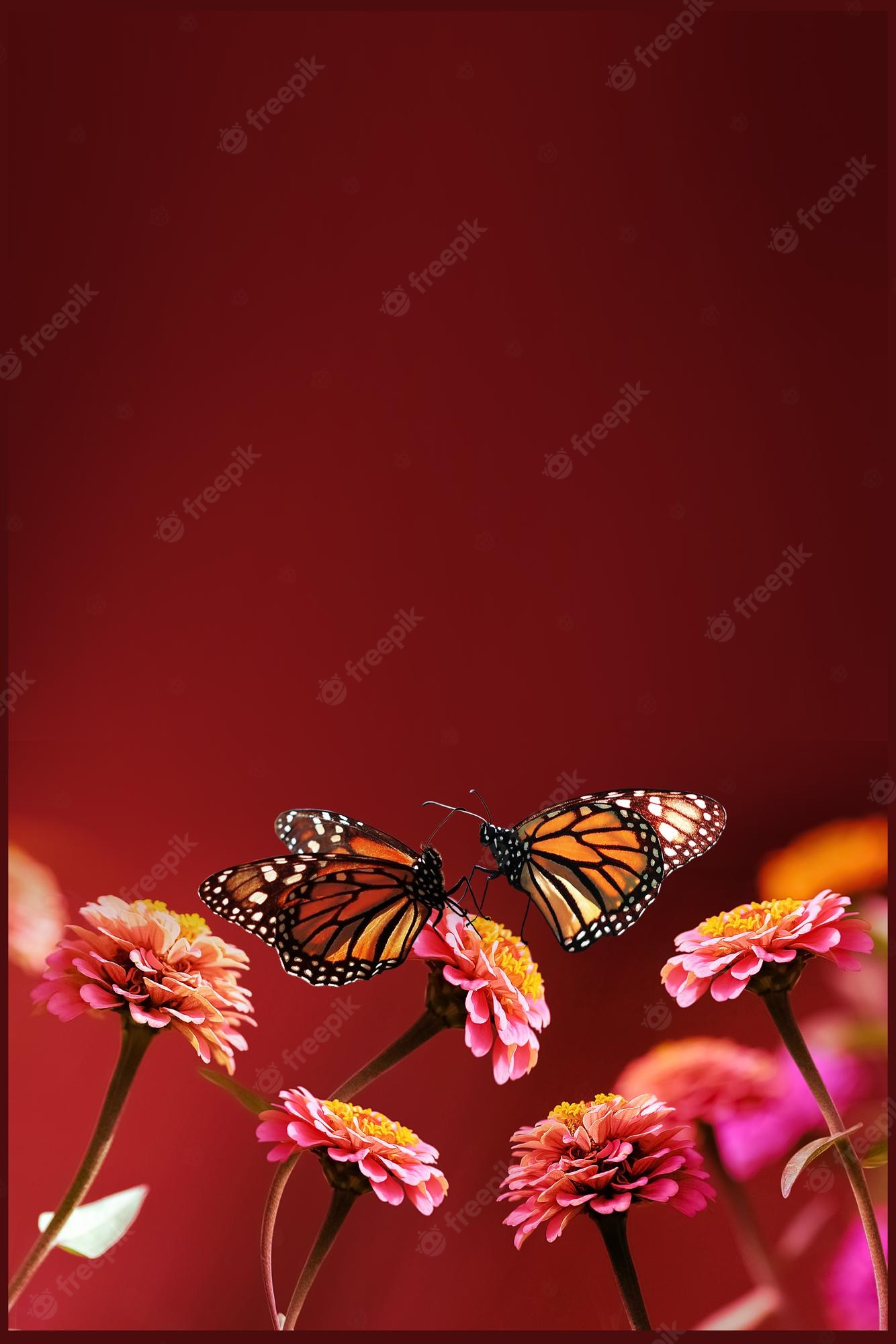 Orange Butterfly Iphone Wallpapers