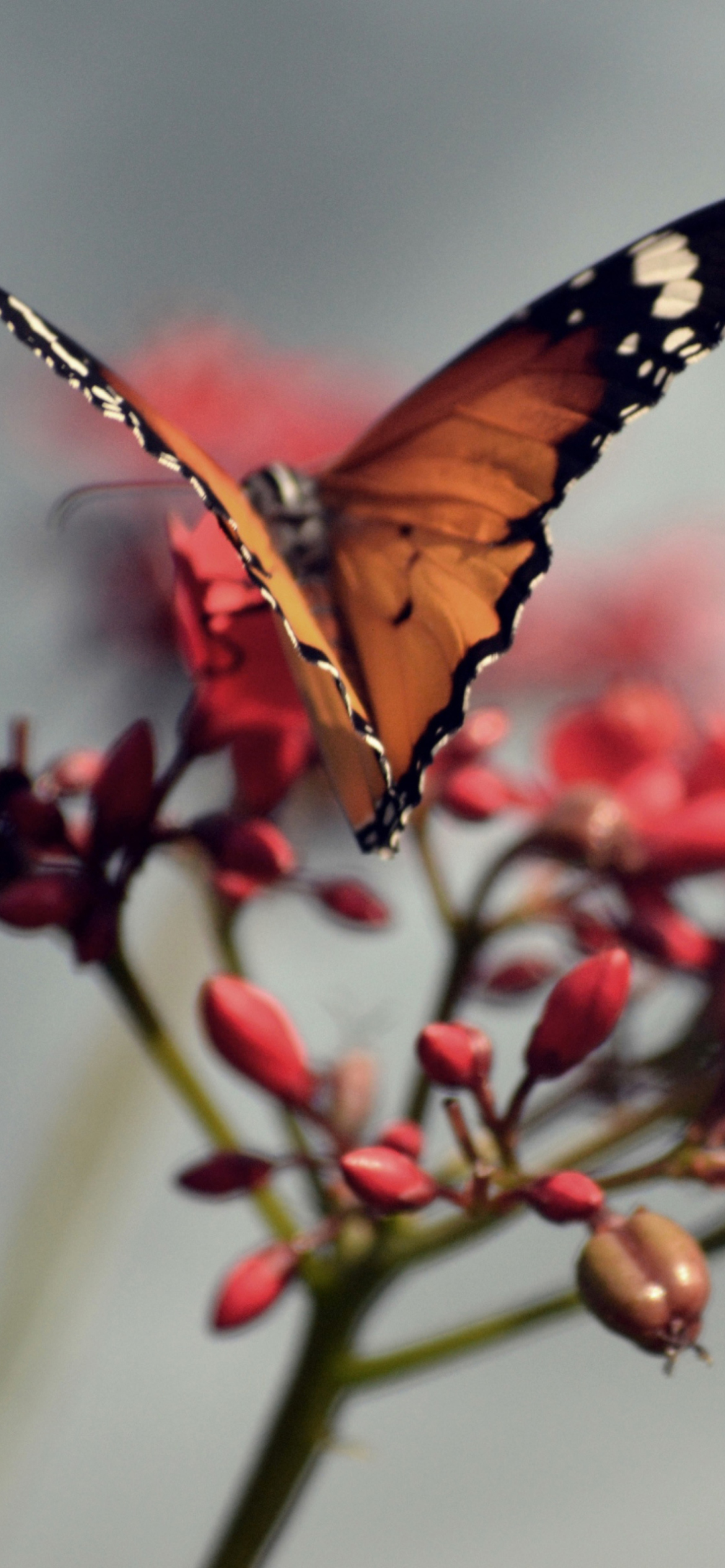 Orange Butterfly Iphone Wallpapers