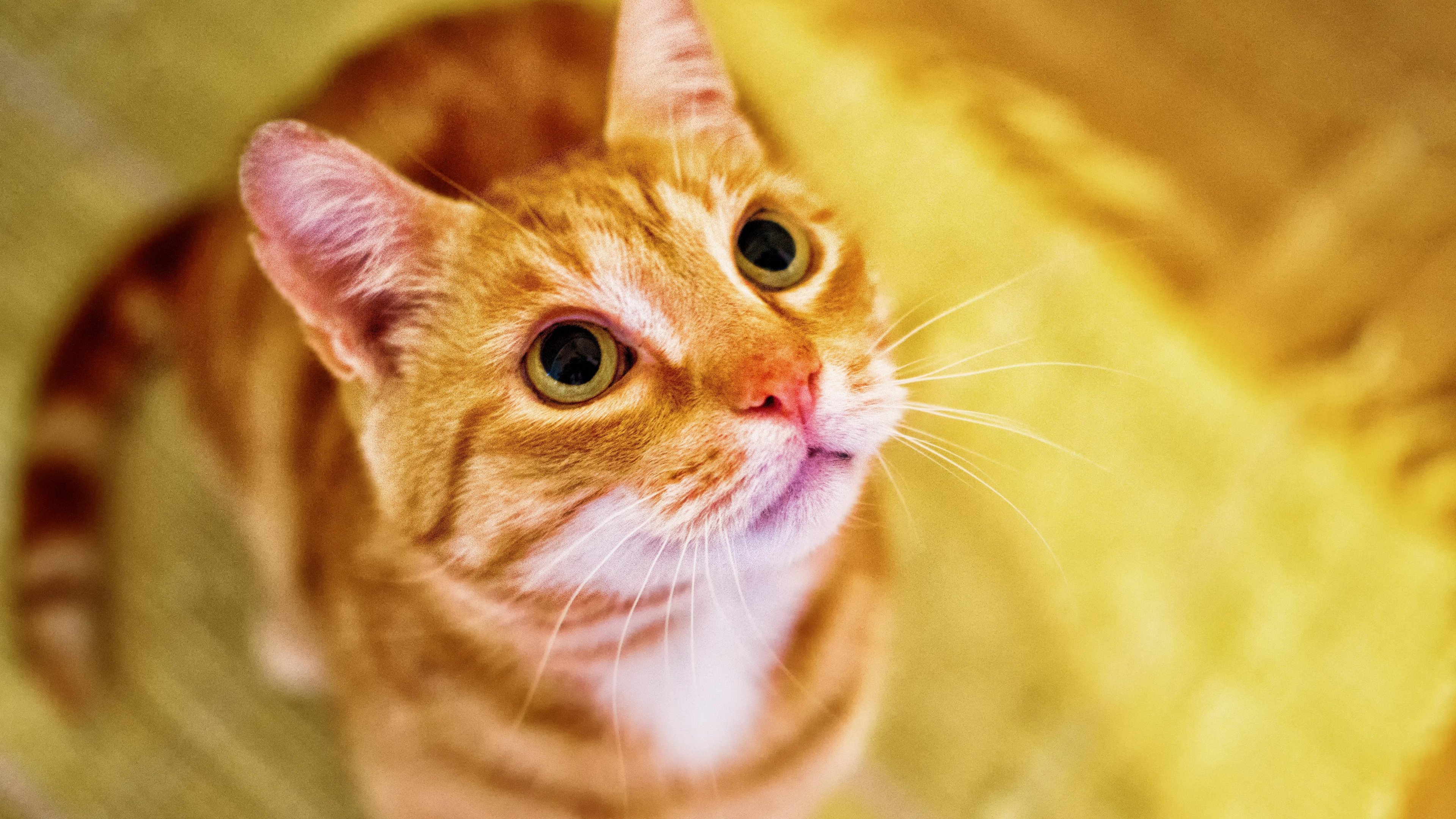 Orange Cat Wallpapers