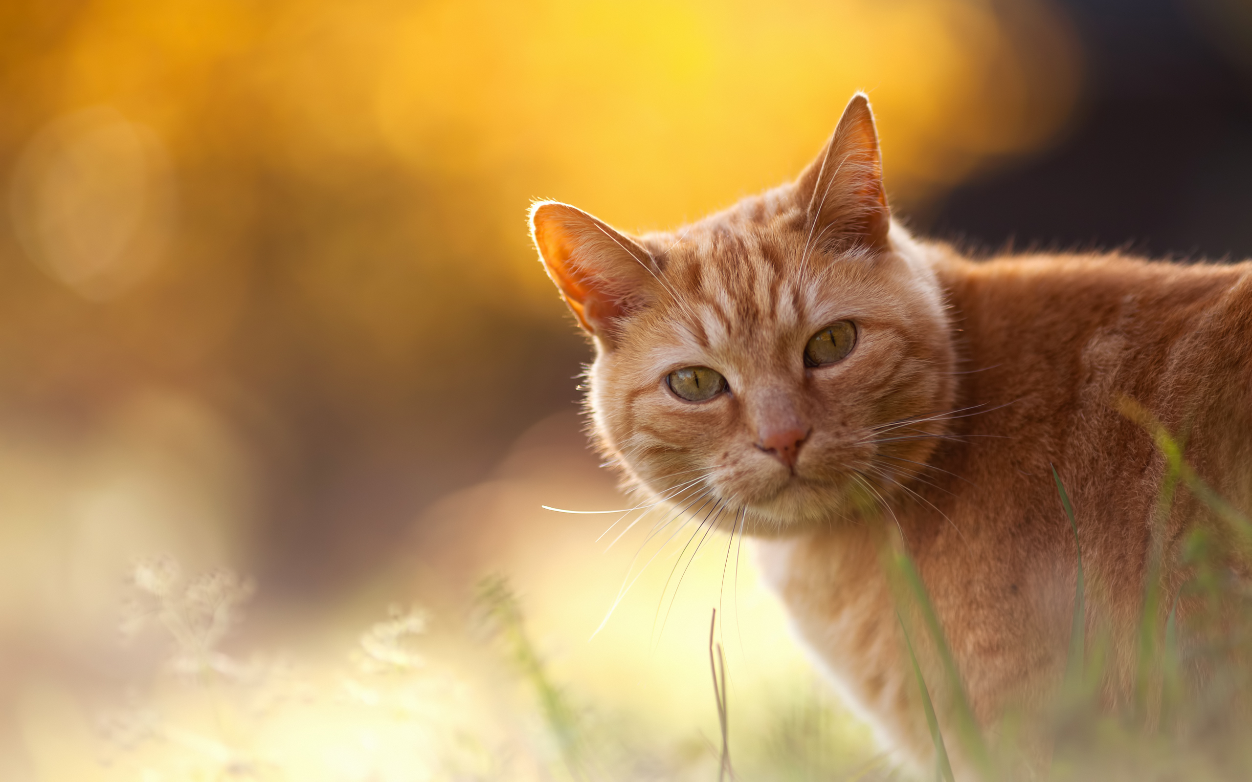 Orange Cat Wallpapers