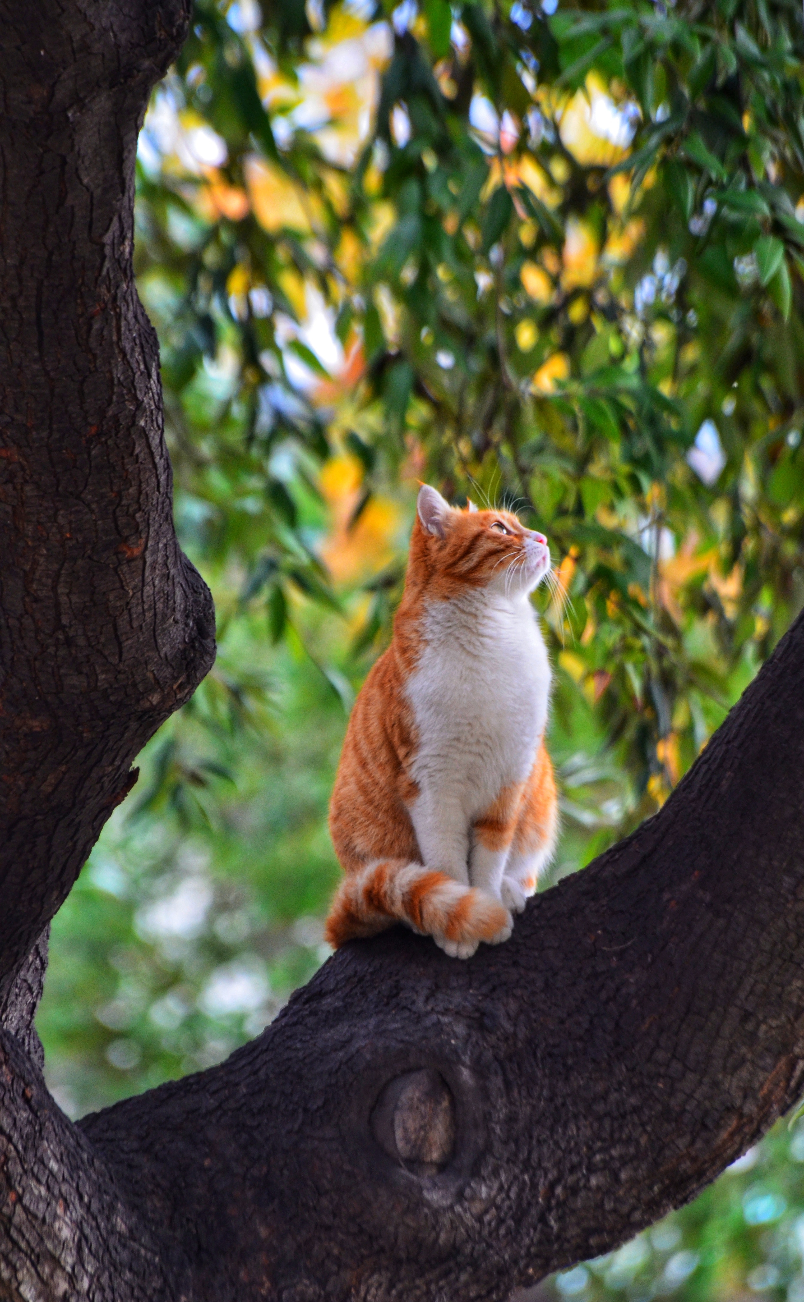 Orange Cat Wallpapers