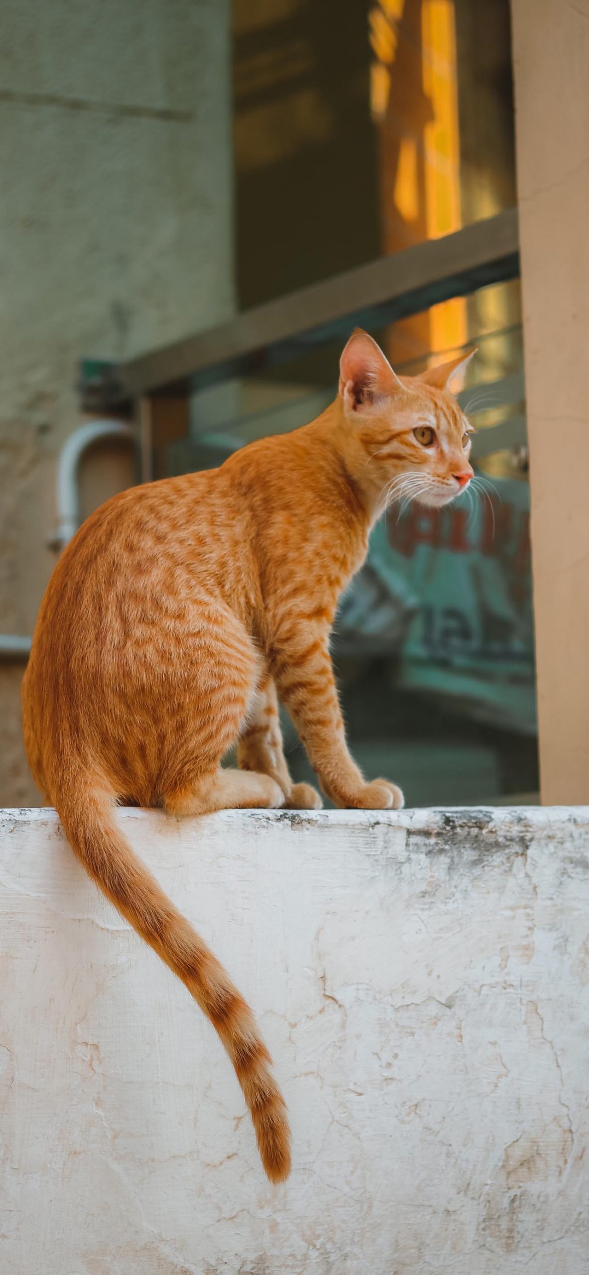 Orange Cat Wallpapers