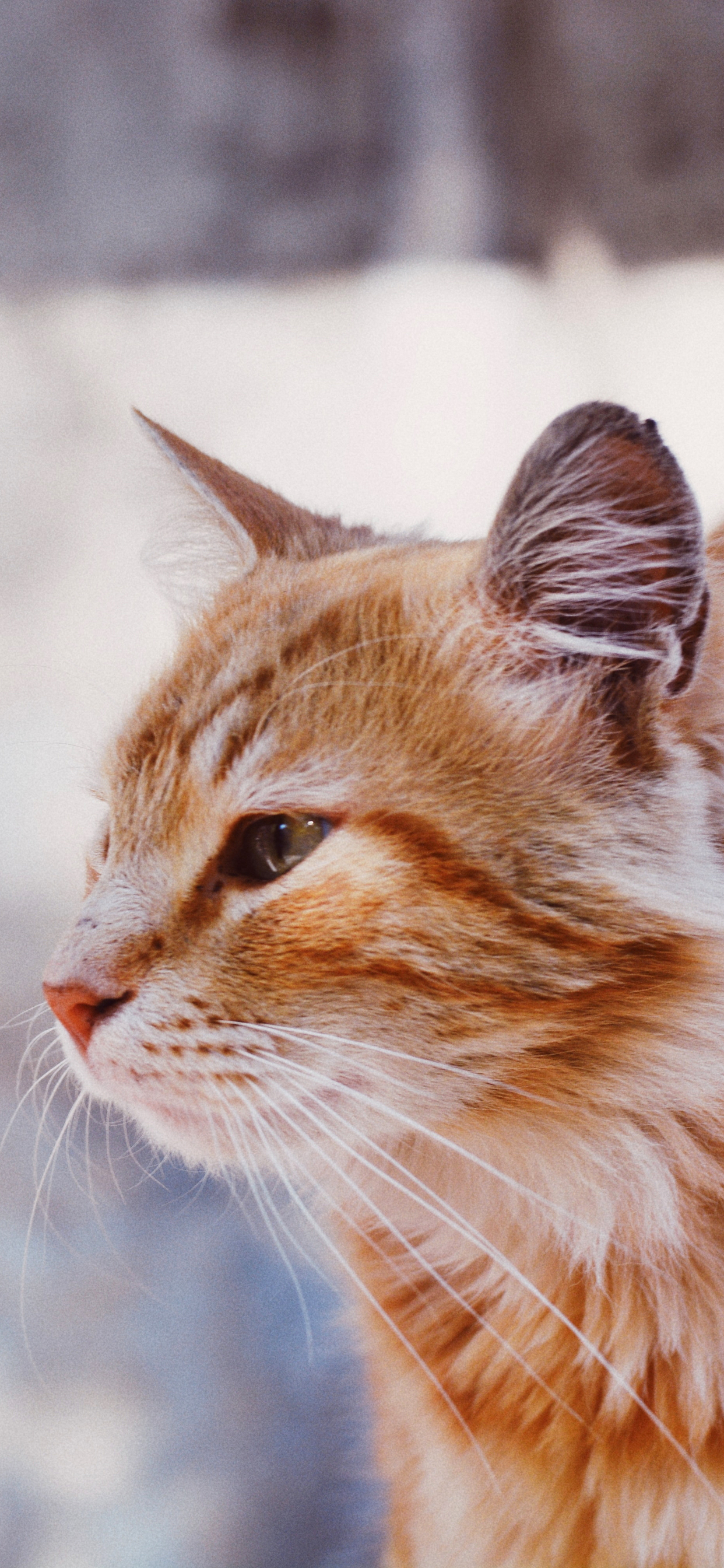 Orange Cat Wallpapers