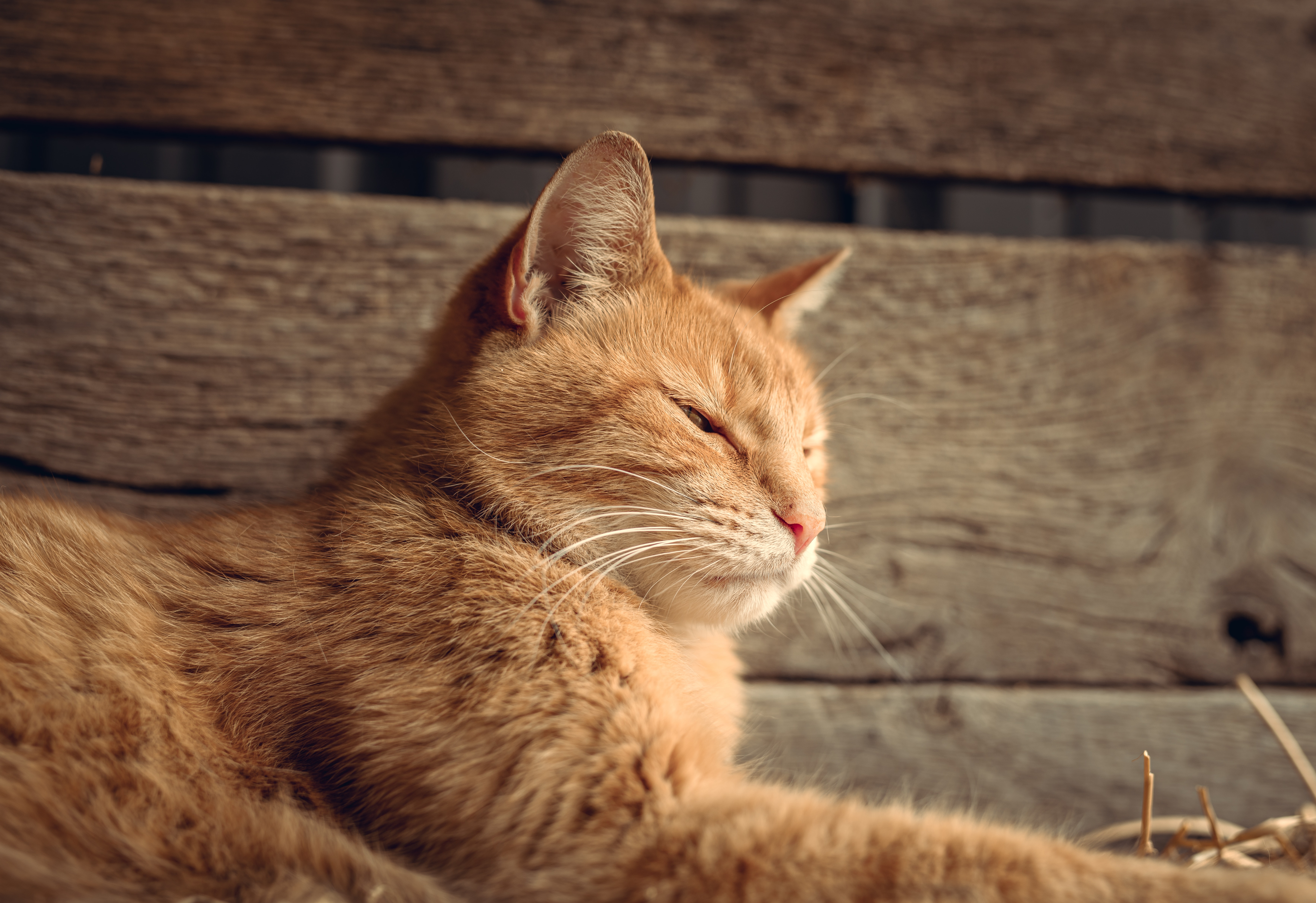 Orange Cat Wallpapers