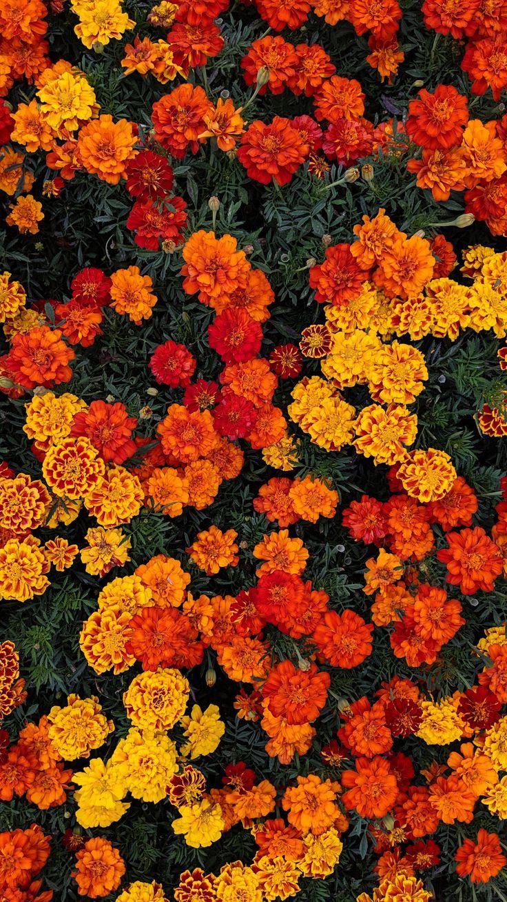 Orange Floral Iphone Wallpapers