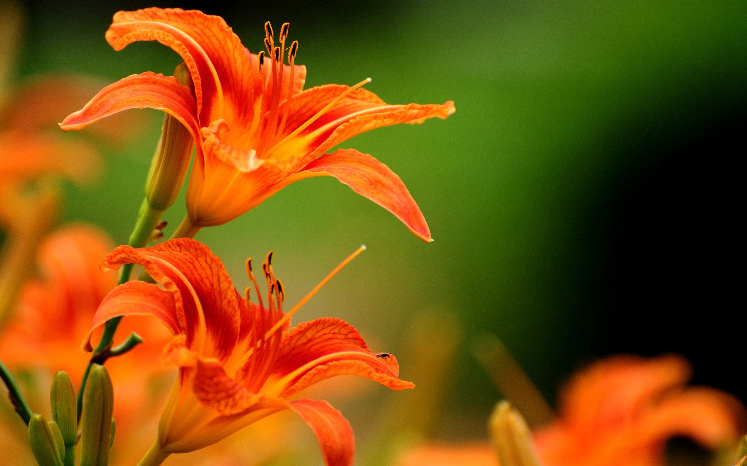 Orange Flowers Wallpapers