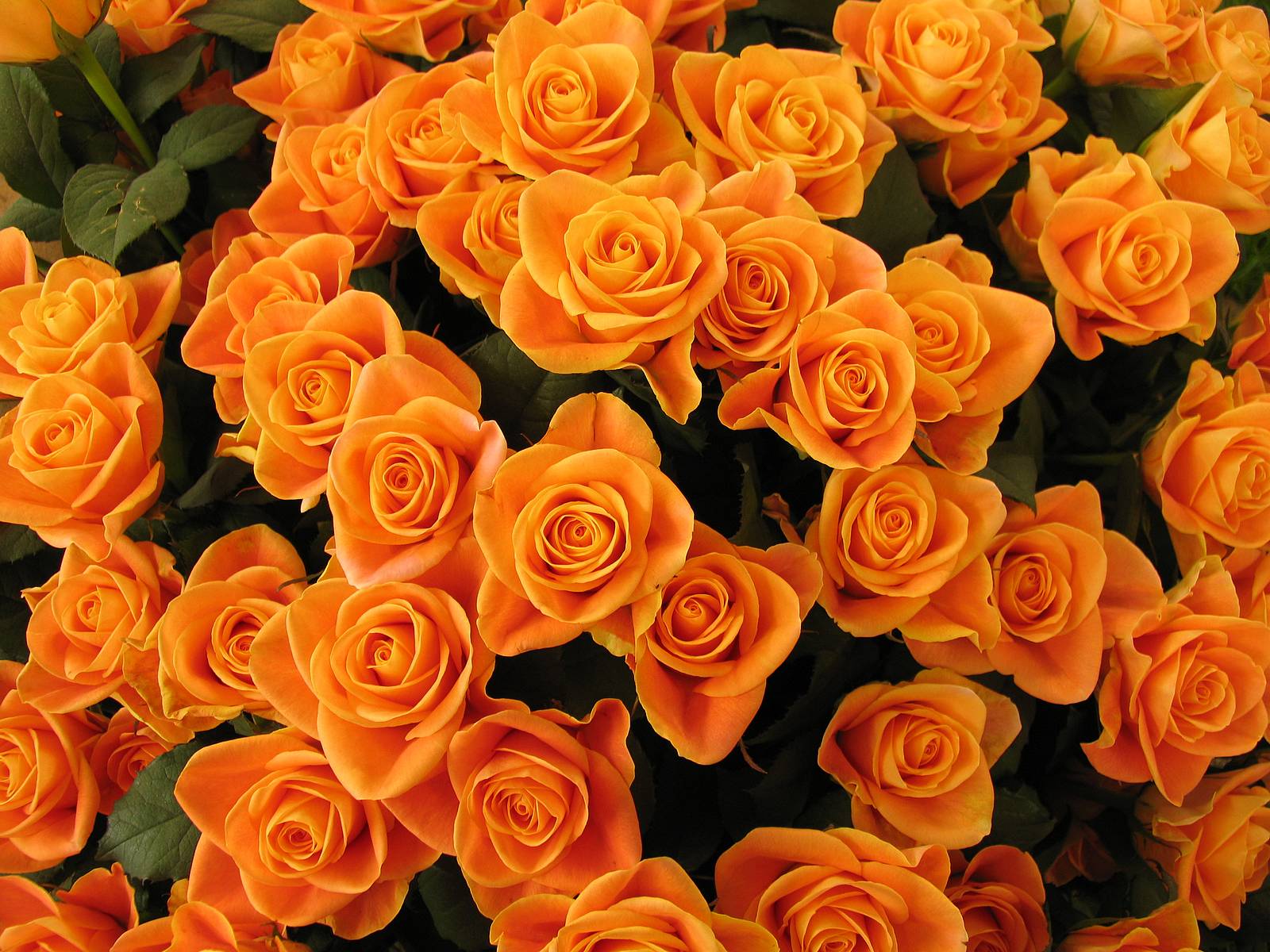 Orange Flowers Wallpapers