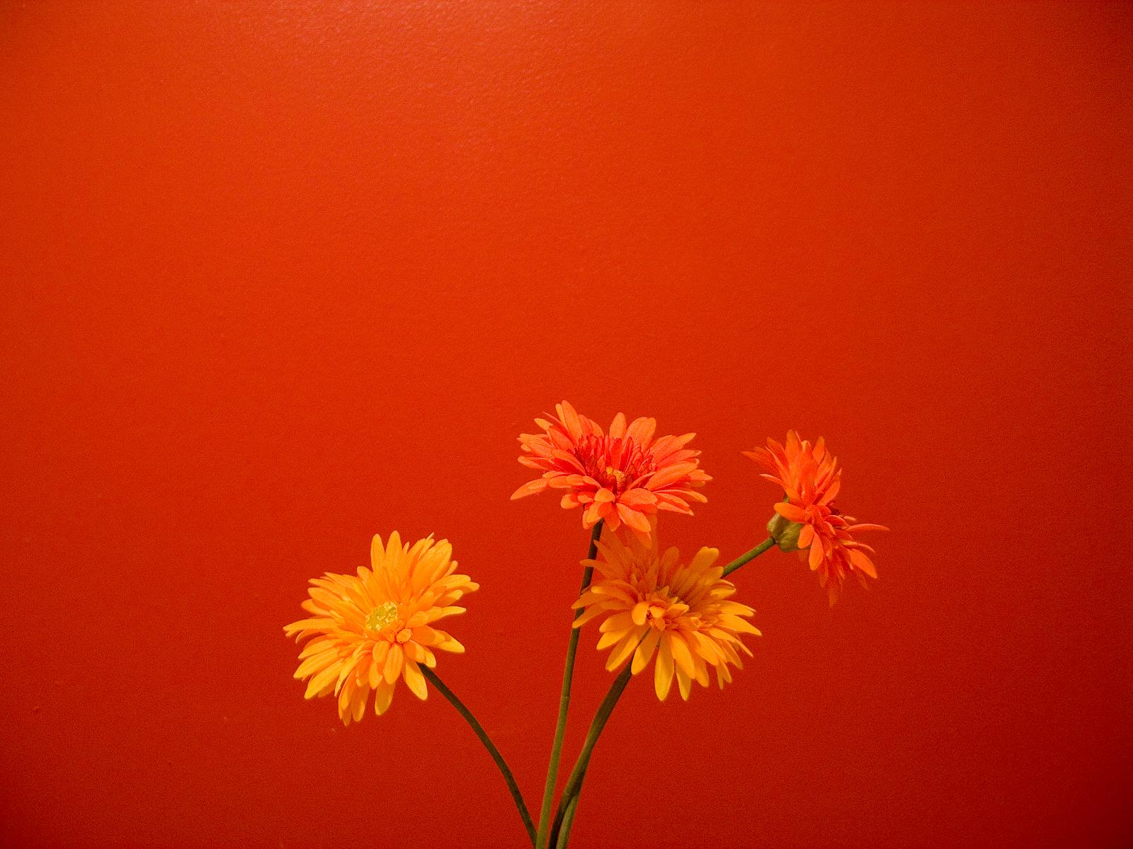 Orange Flowers Wallpapers