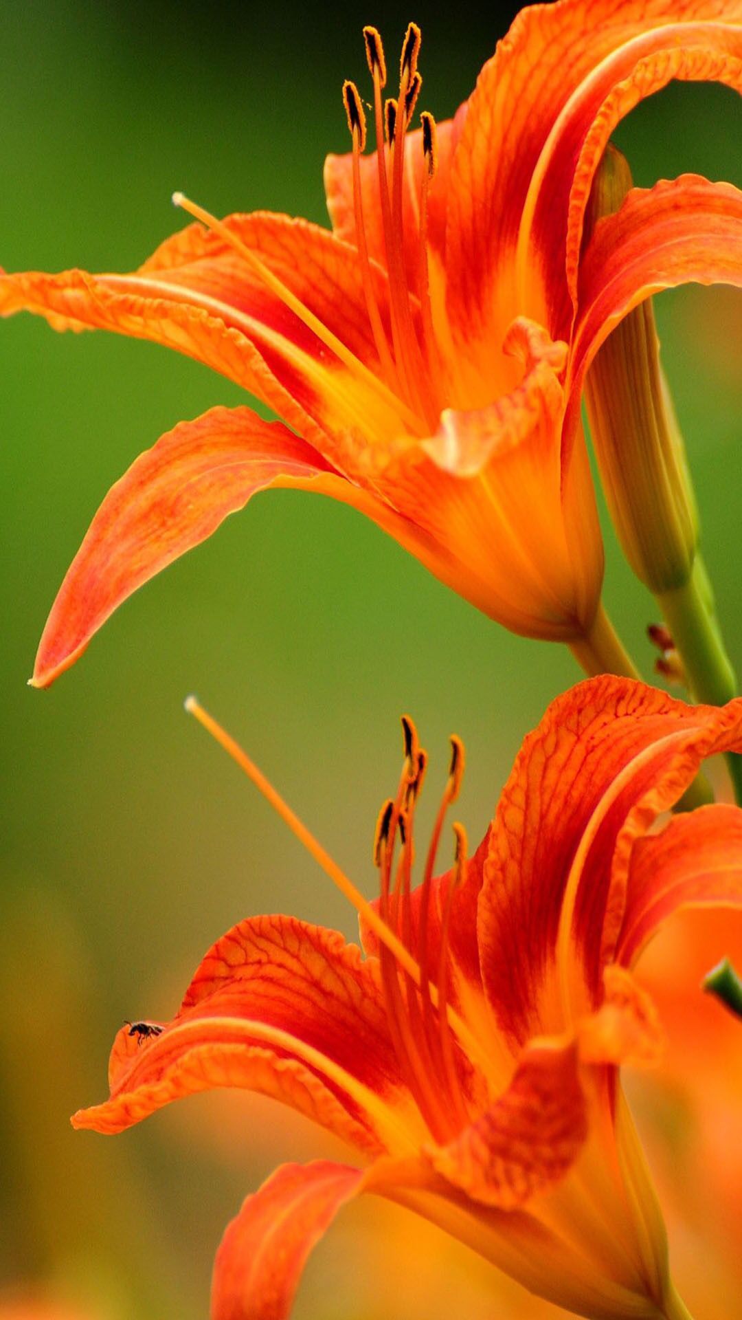 Orange Flowers Wallpapers