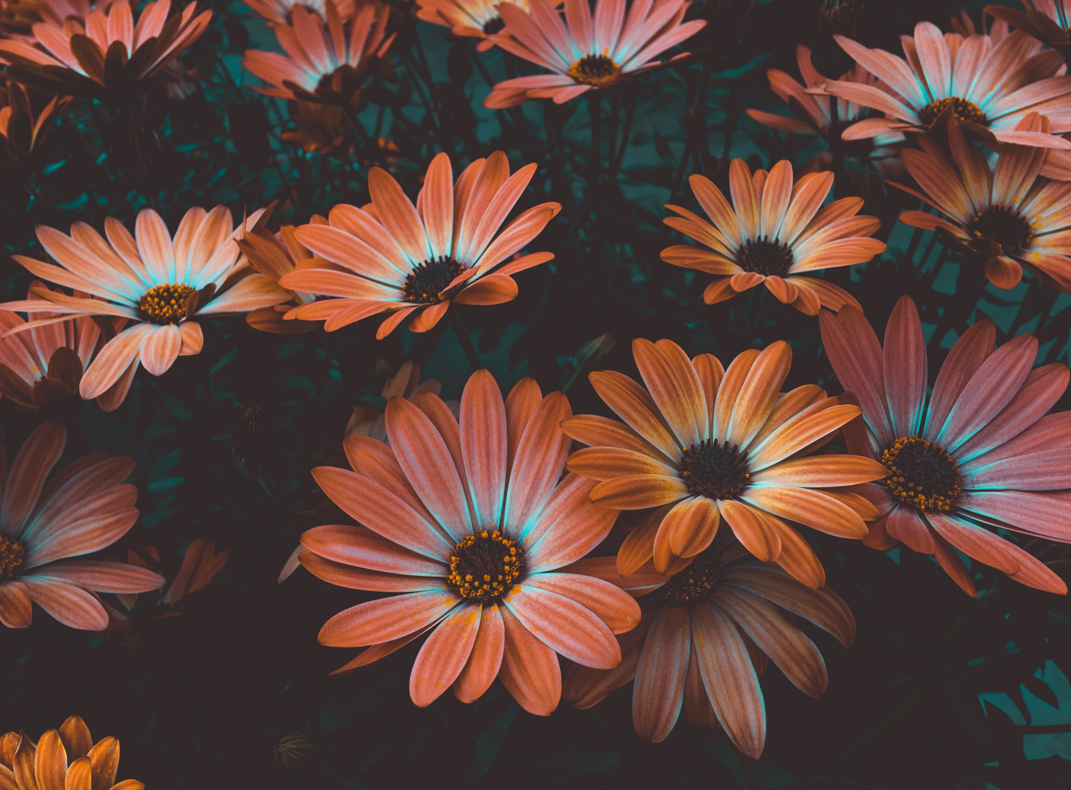 Orange Flowers Wallpapers