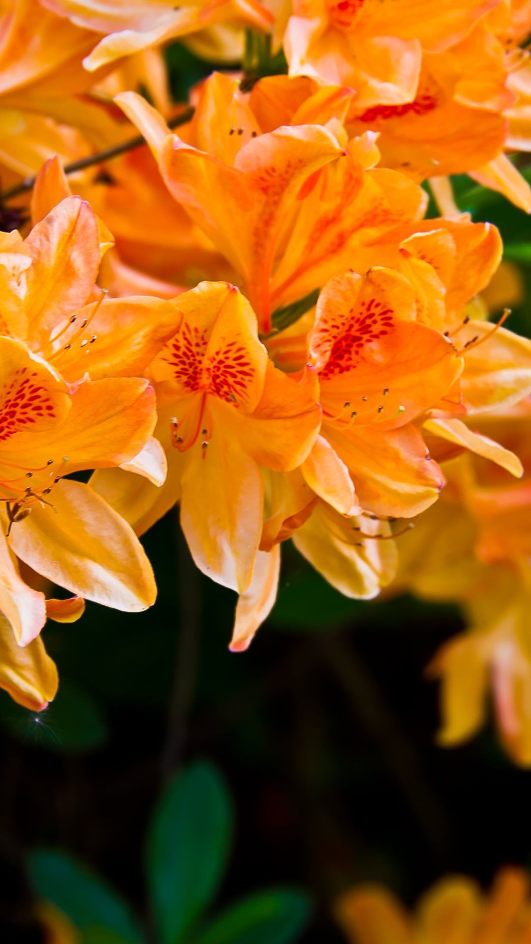 Orange Flowers Wallpapers