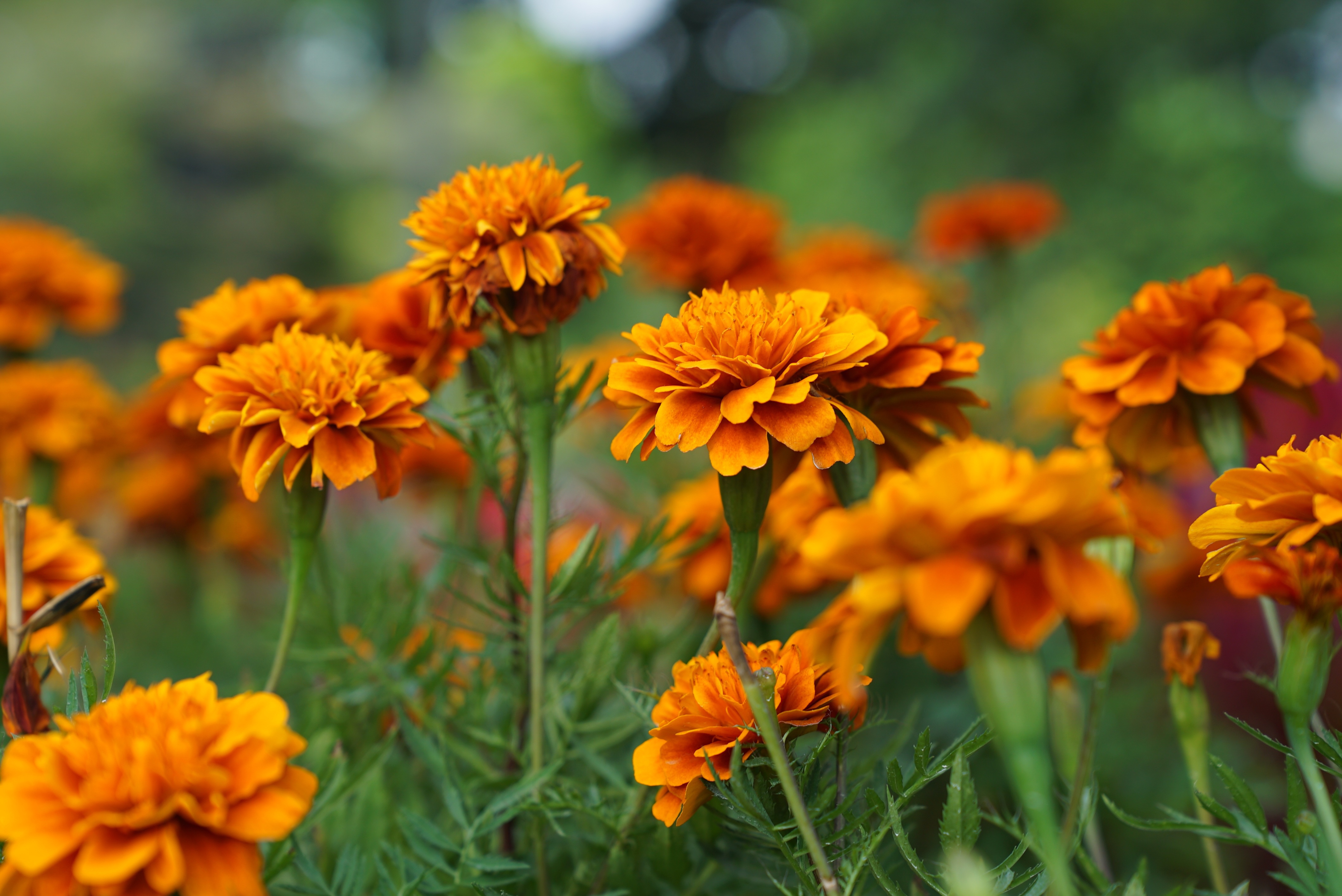 Orange Flowers Wallpapers