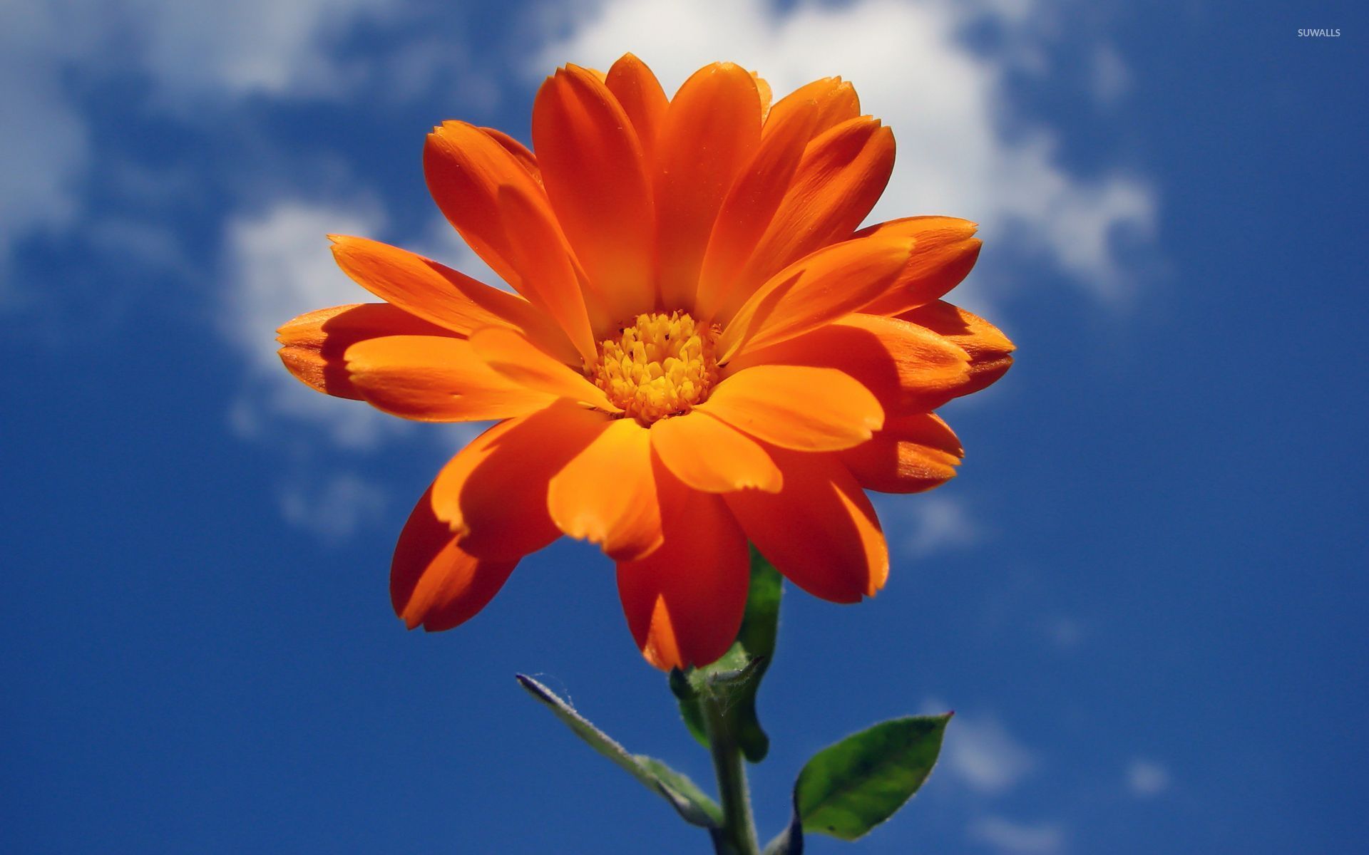 Orange Flowers Wallpapers