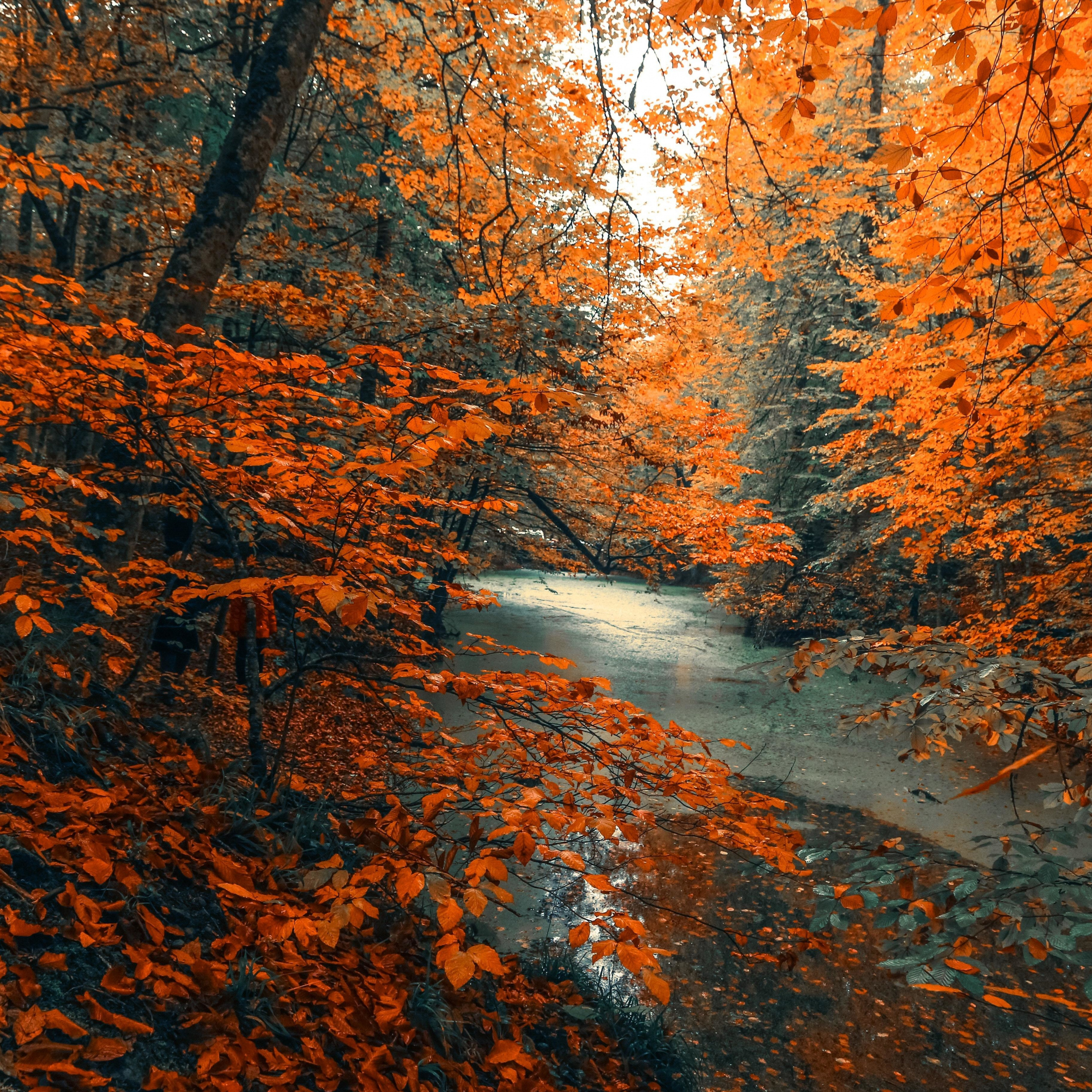 Orange Nature Wallpapers