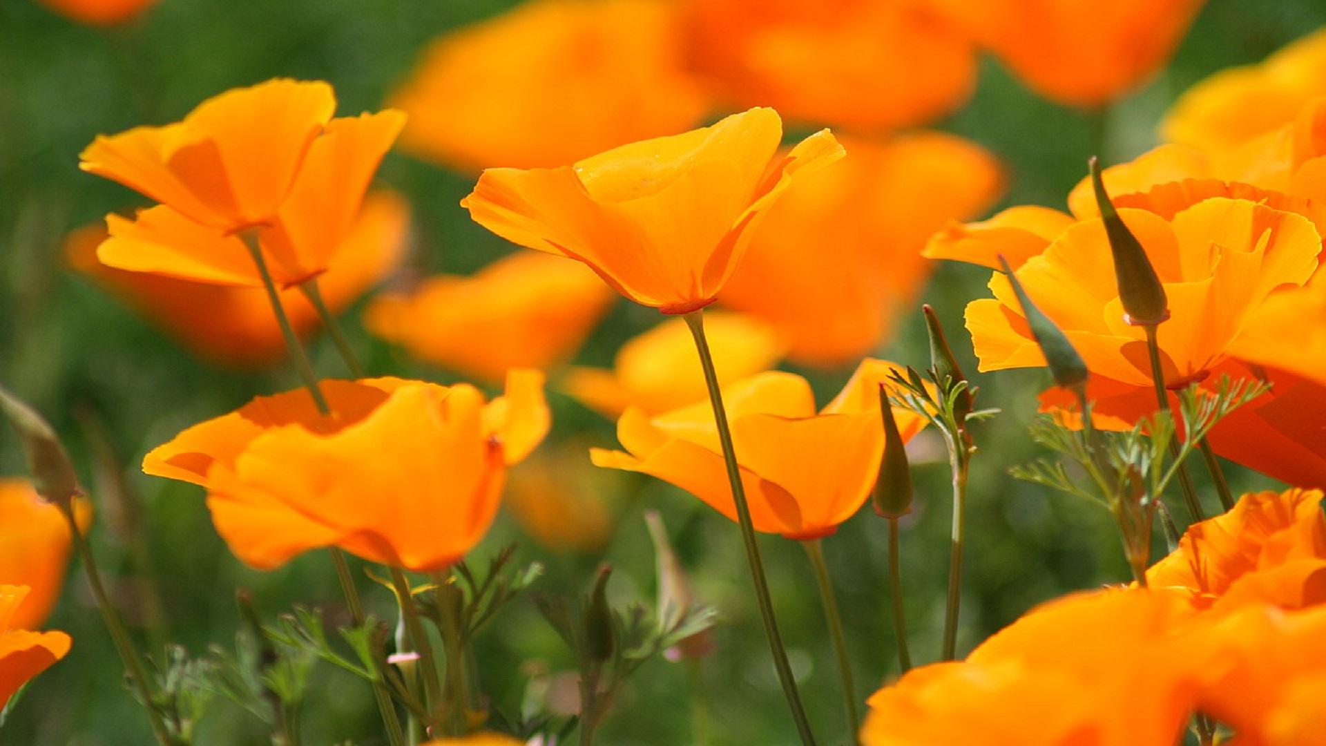 Orange Poppy Wallpapers