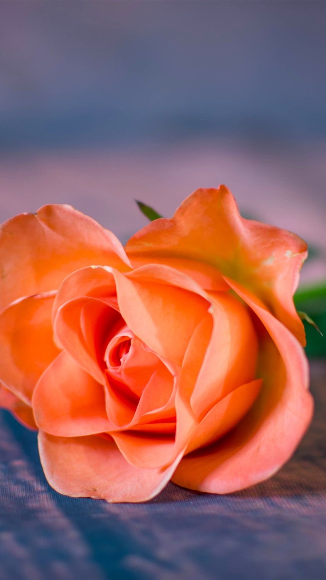 Orange Rose Iphone Wallpapers